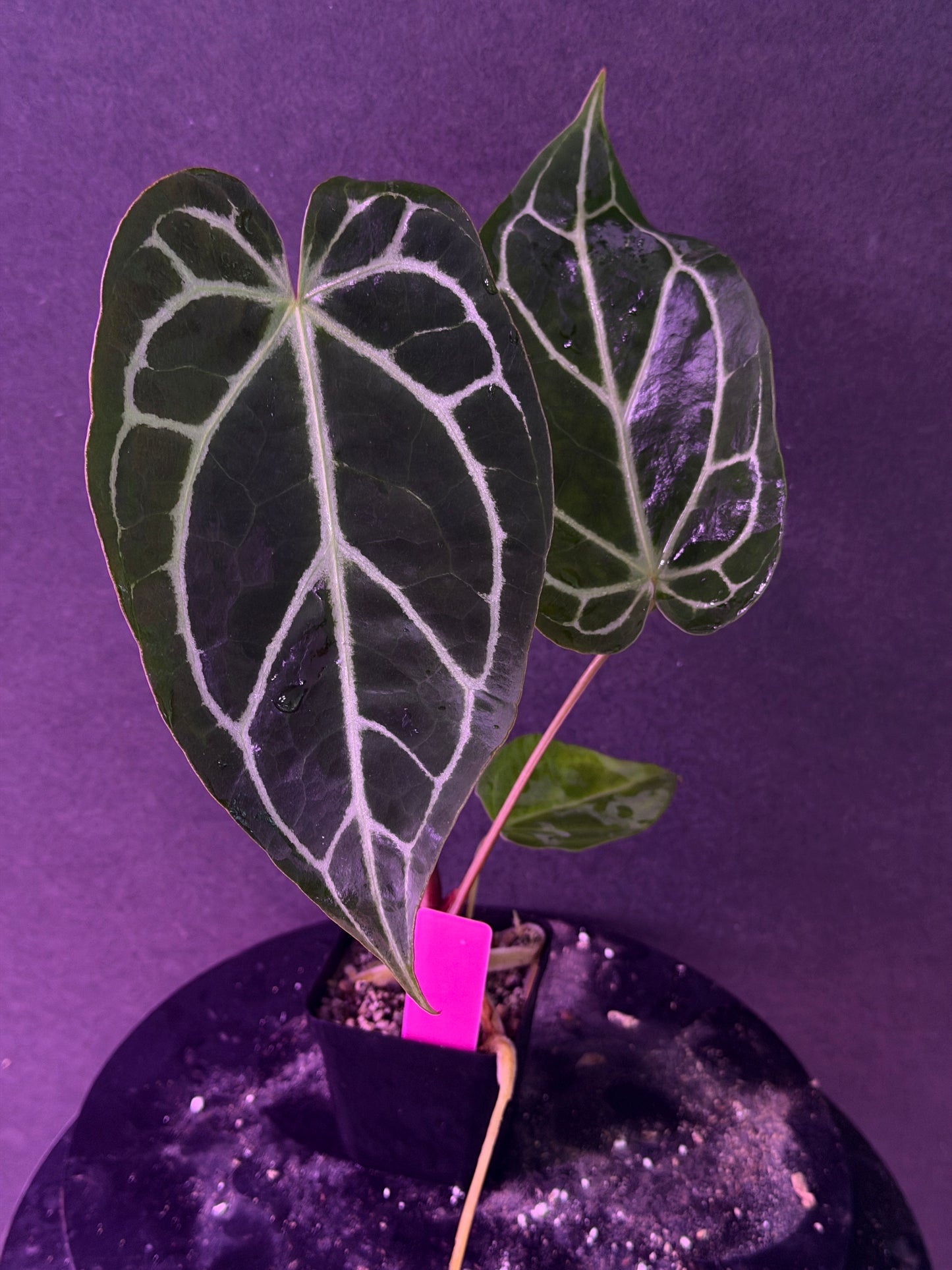 Anthurium FTG Crystal (S1) x (Stripey Mag x self)#2