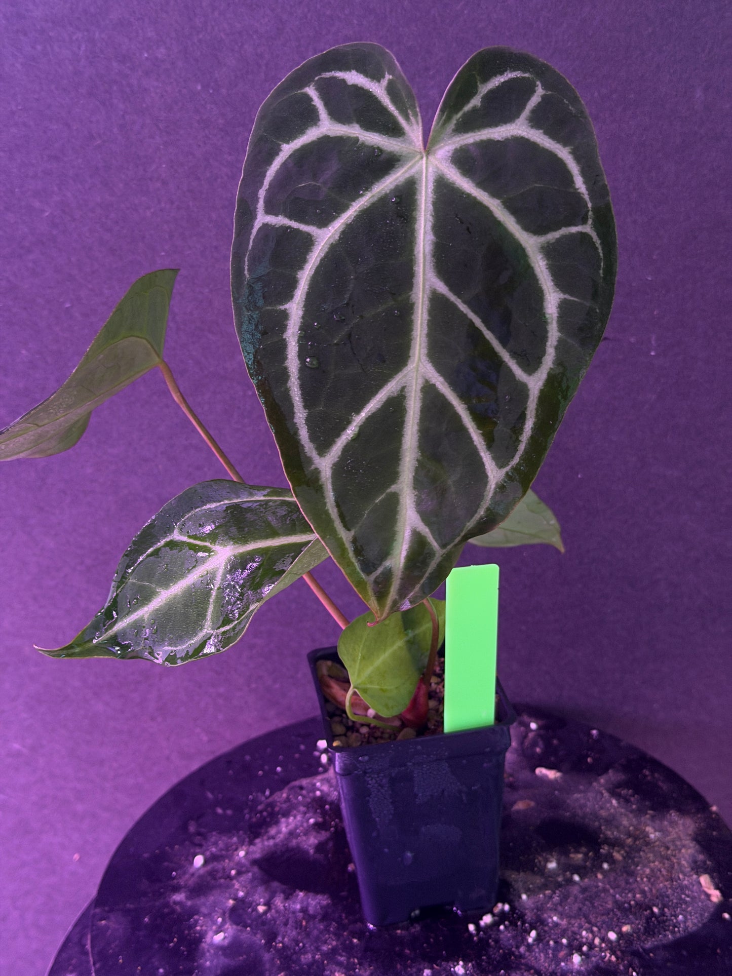 Anthurium FTG Crystal (S1) x (Stripey Mag x self)#2