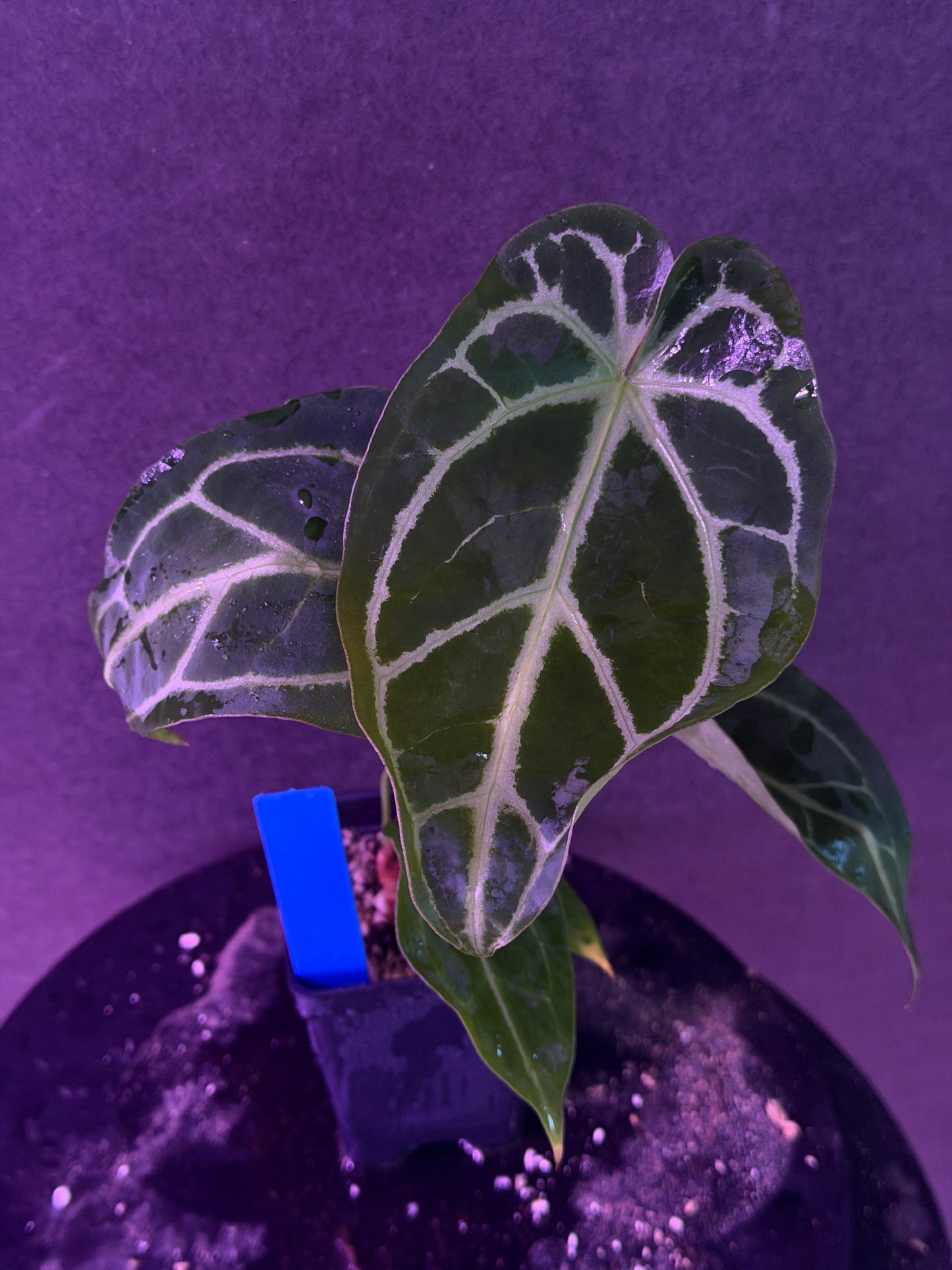 Anthurium FTG Crystal (S1) x (Stripey Mag x self)#2