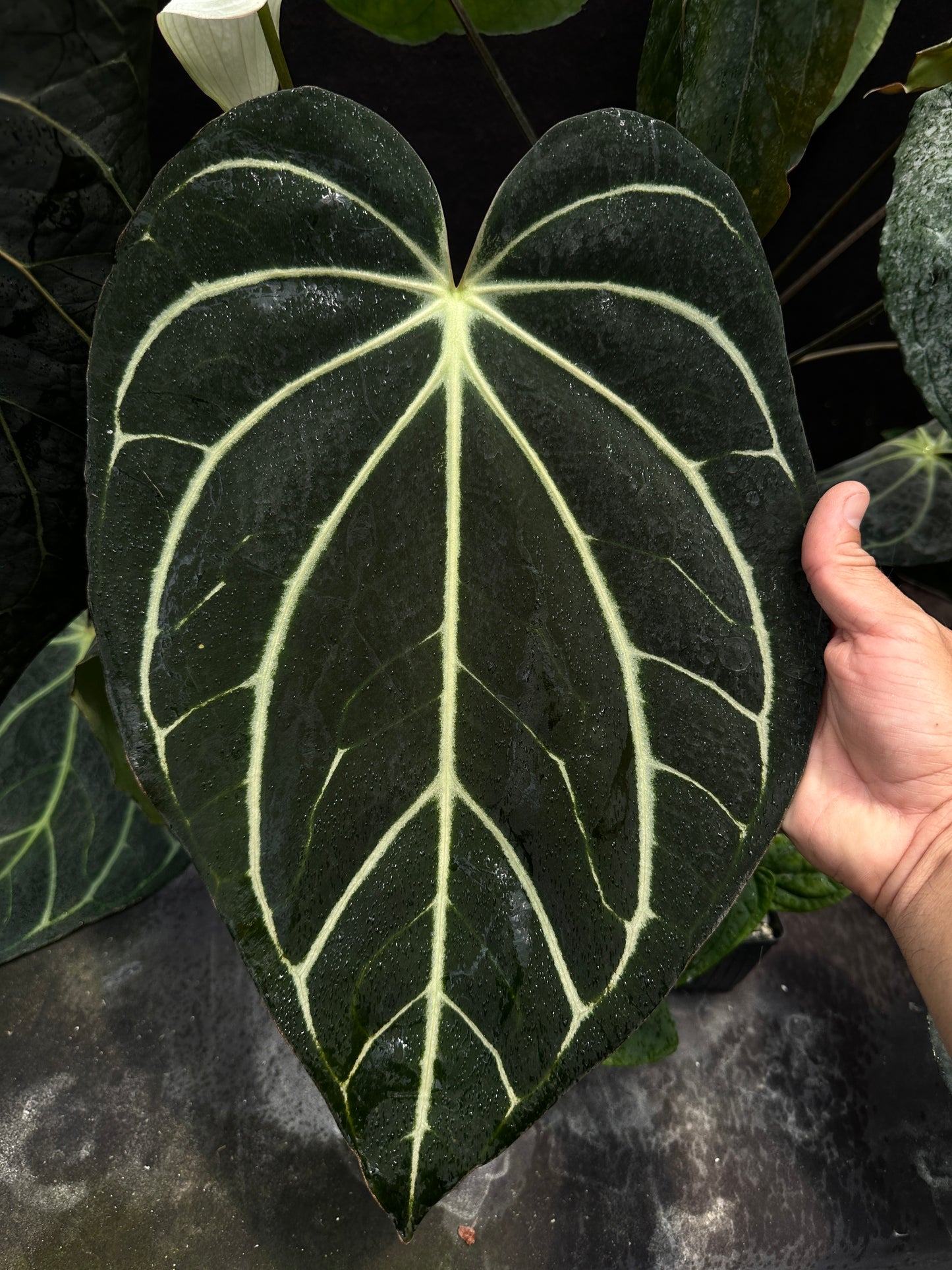 Anthurium carlablackiae "PM1" x "PM6"