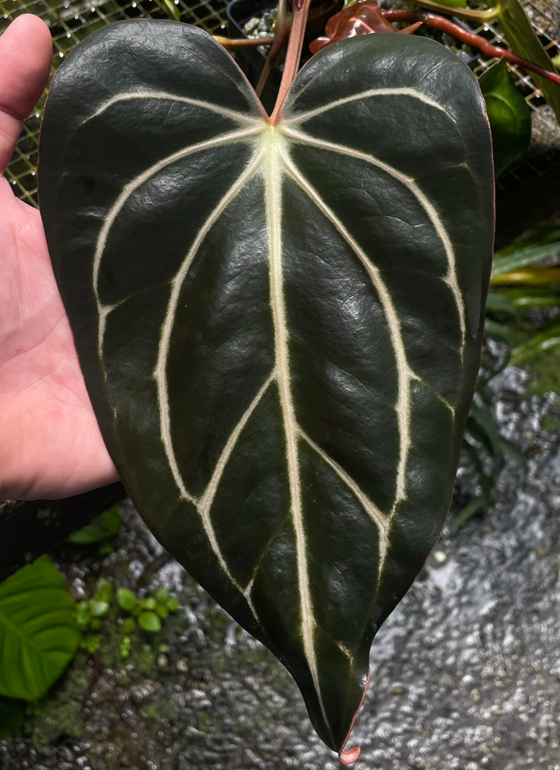 Anthurium (BVEP x Stripey Mag) x carlablackiae 'PM6'