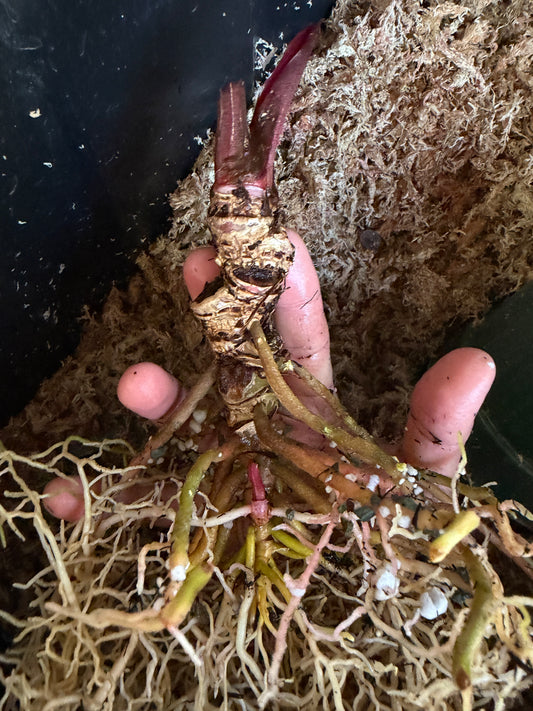 0001 Anthurium (Stripey Mag x carla.) #1  X Stripey Mag (XL leafless)