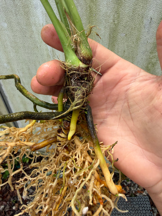 Anthurium prolatum (Large leafless)