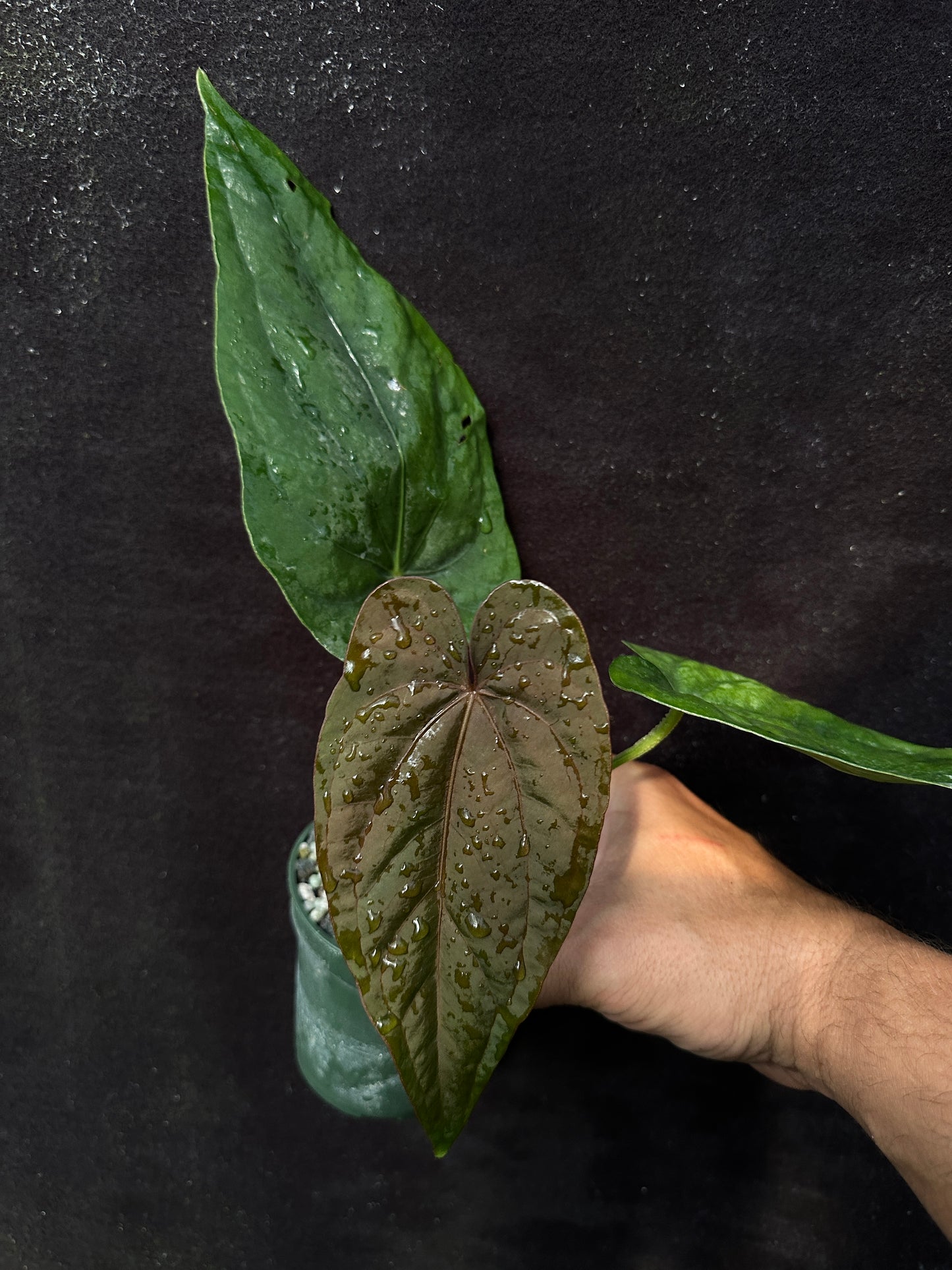 Anthurium dressleri "Pillow" x "PM1"