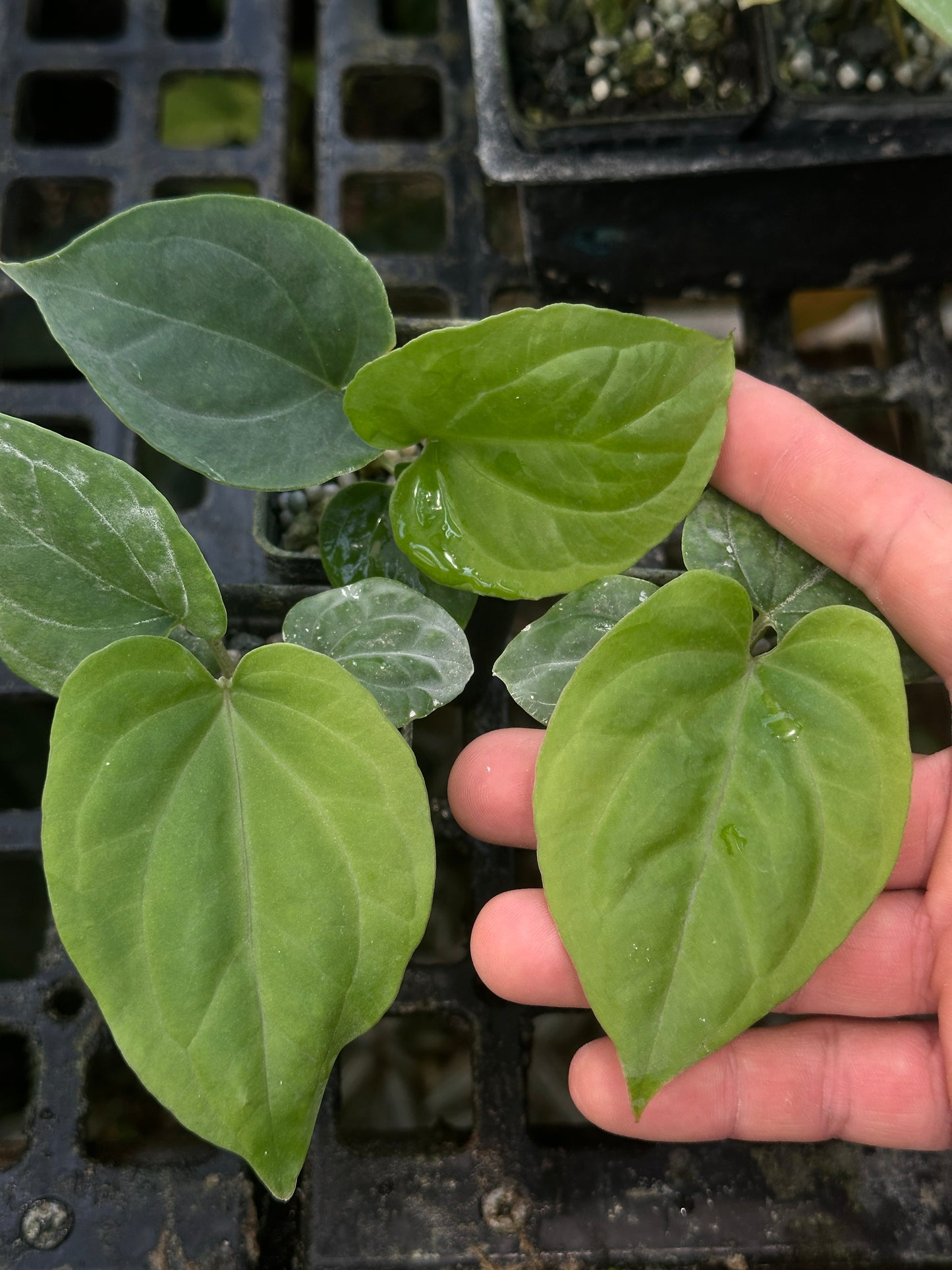 Anthurium kunayalense 'PM7' x   kuna. 'Yard'