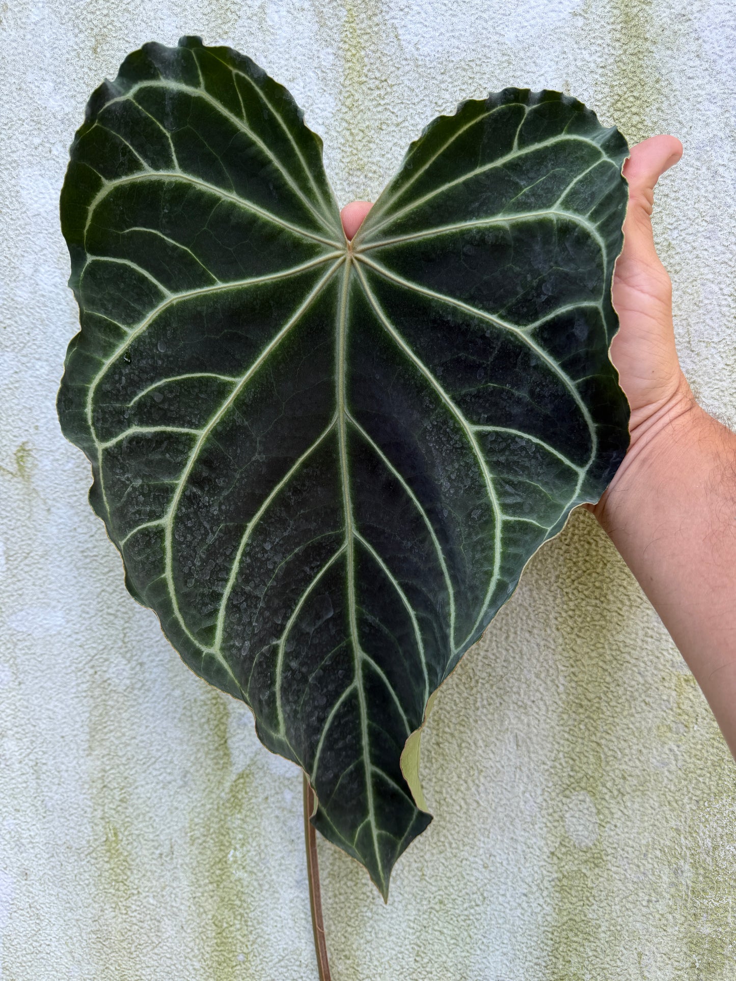 Anthurium Stripey Mag x (Stripey Mag x self)#2 (3 Pack Leafless)