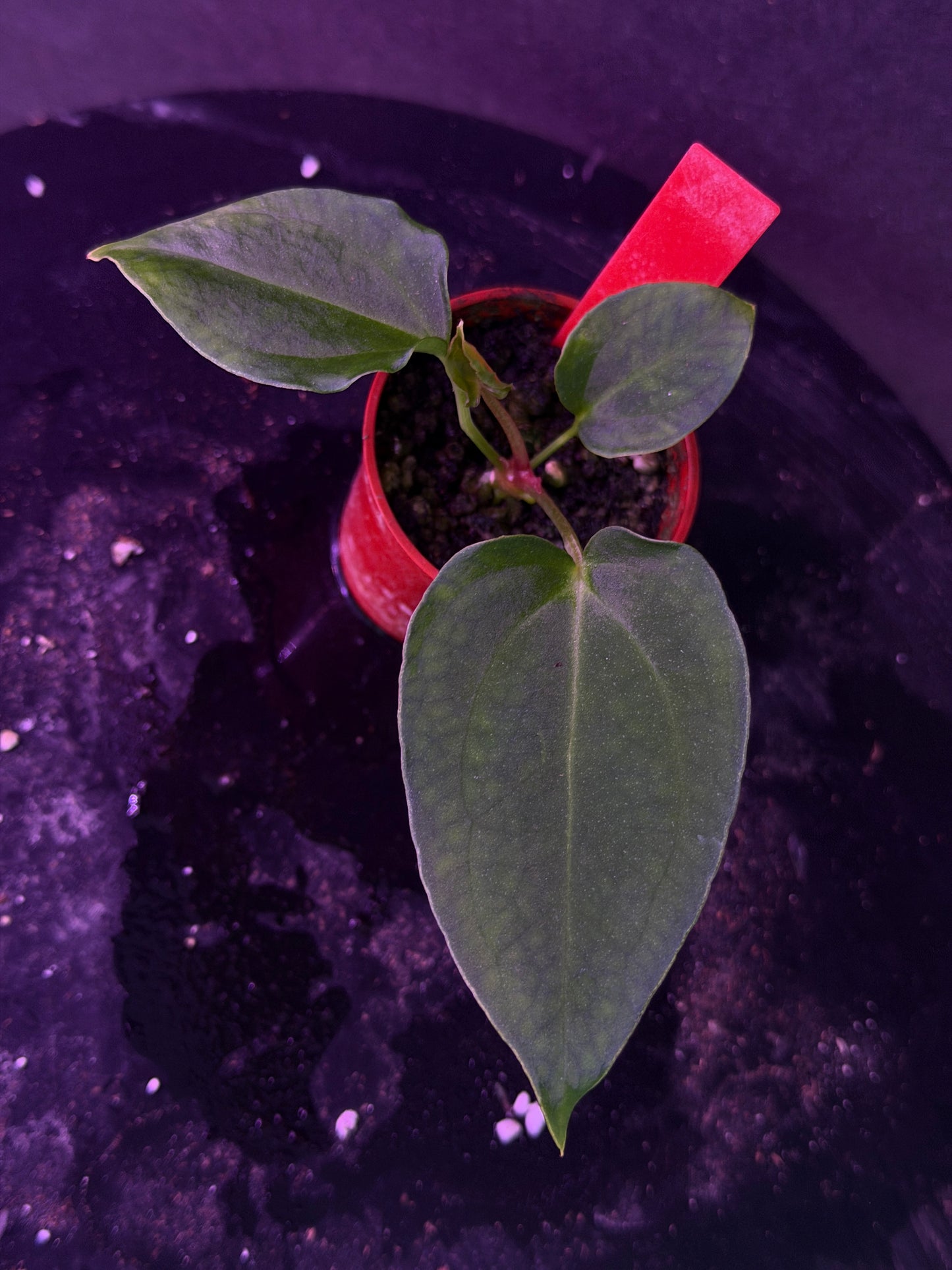 Anthurium (Nov DF x carla)  x  (BVEP x port. 'Dorito') "Dark Knight"