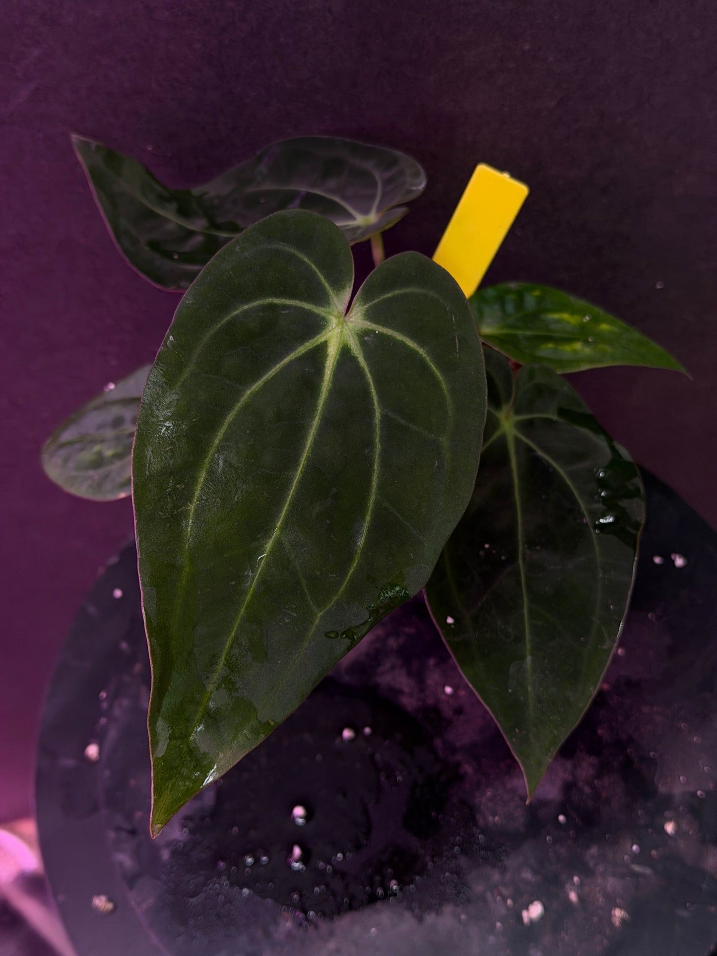 Anthurium carlablackiae 'PM6' x (papillilaminum 'RA5' x carlablackiae)