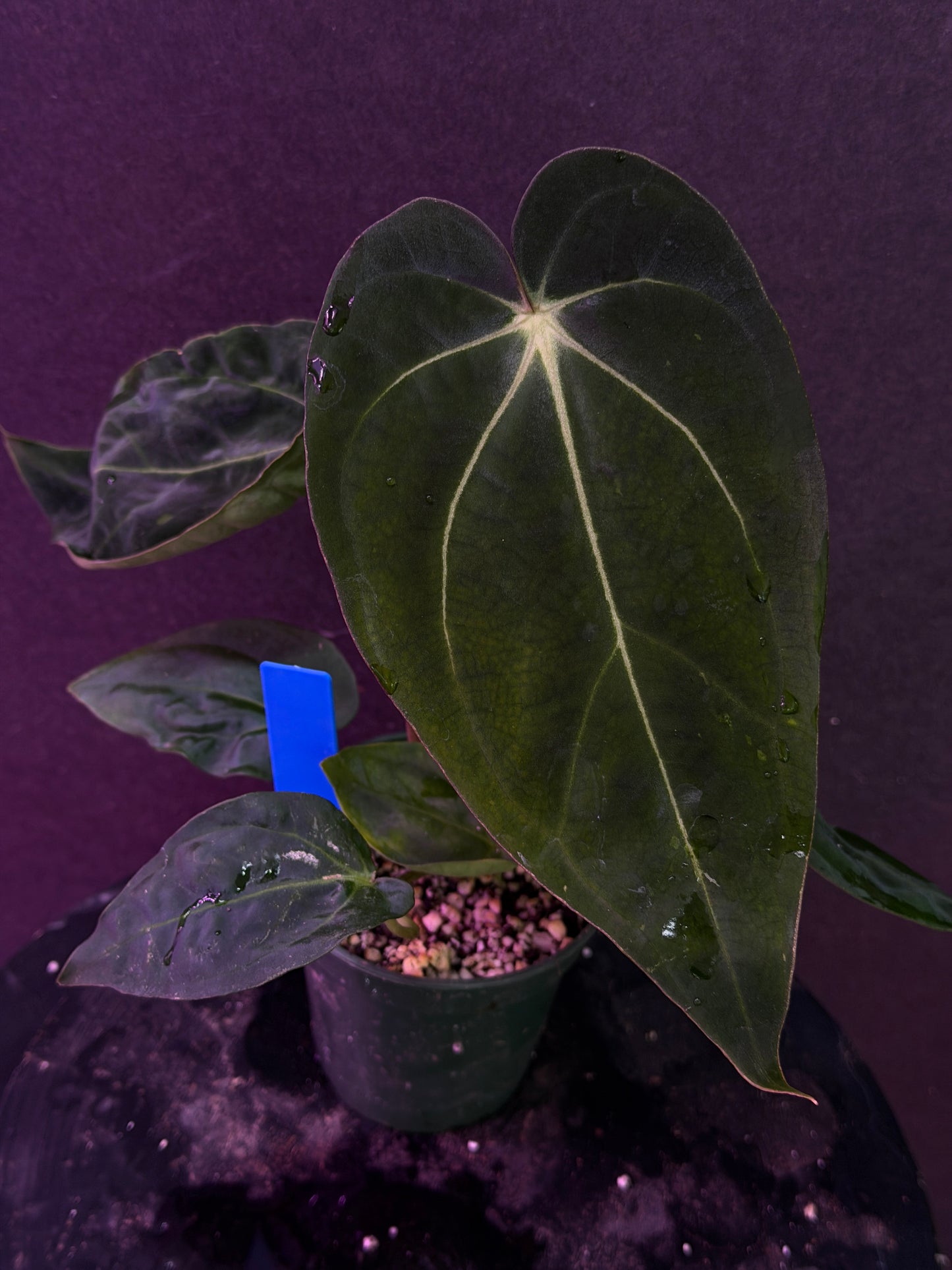 Anthurium carlablackiae 'PM6' x (papillilaminum 'RA5' x carlablackiae)