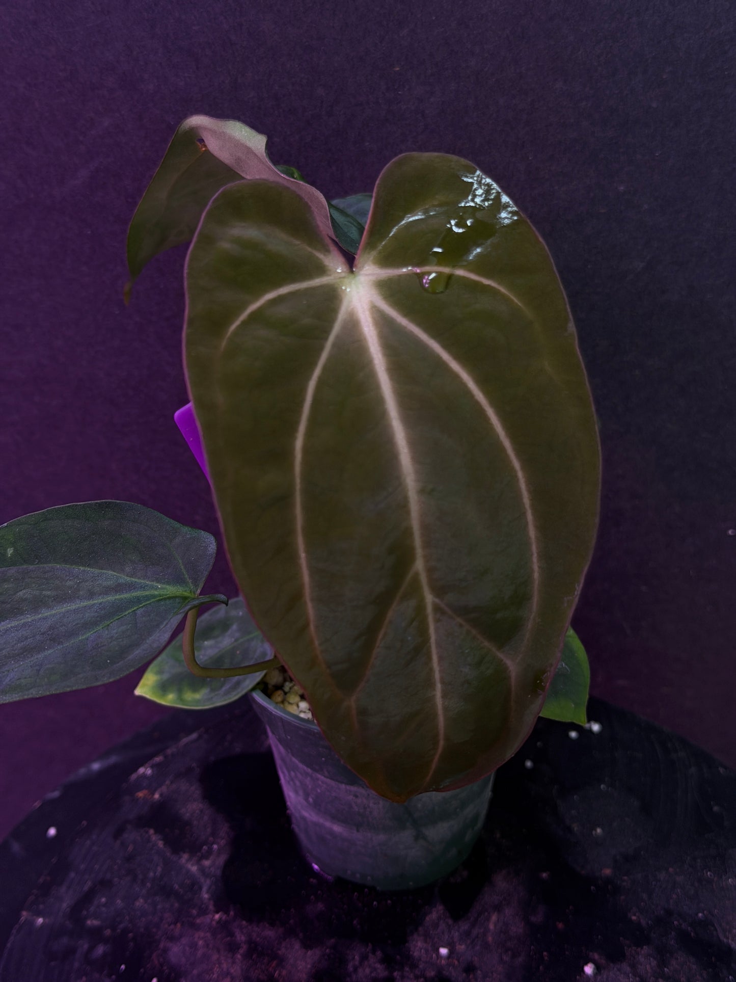 Anthurium carlablackiae 'PM6' x (papillilaminum 'RA5' x carlablackiae)