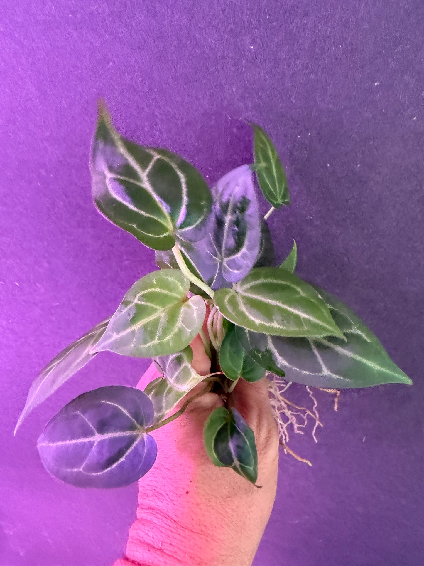 Anthurium Stripey Mag x Big Black Block