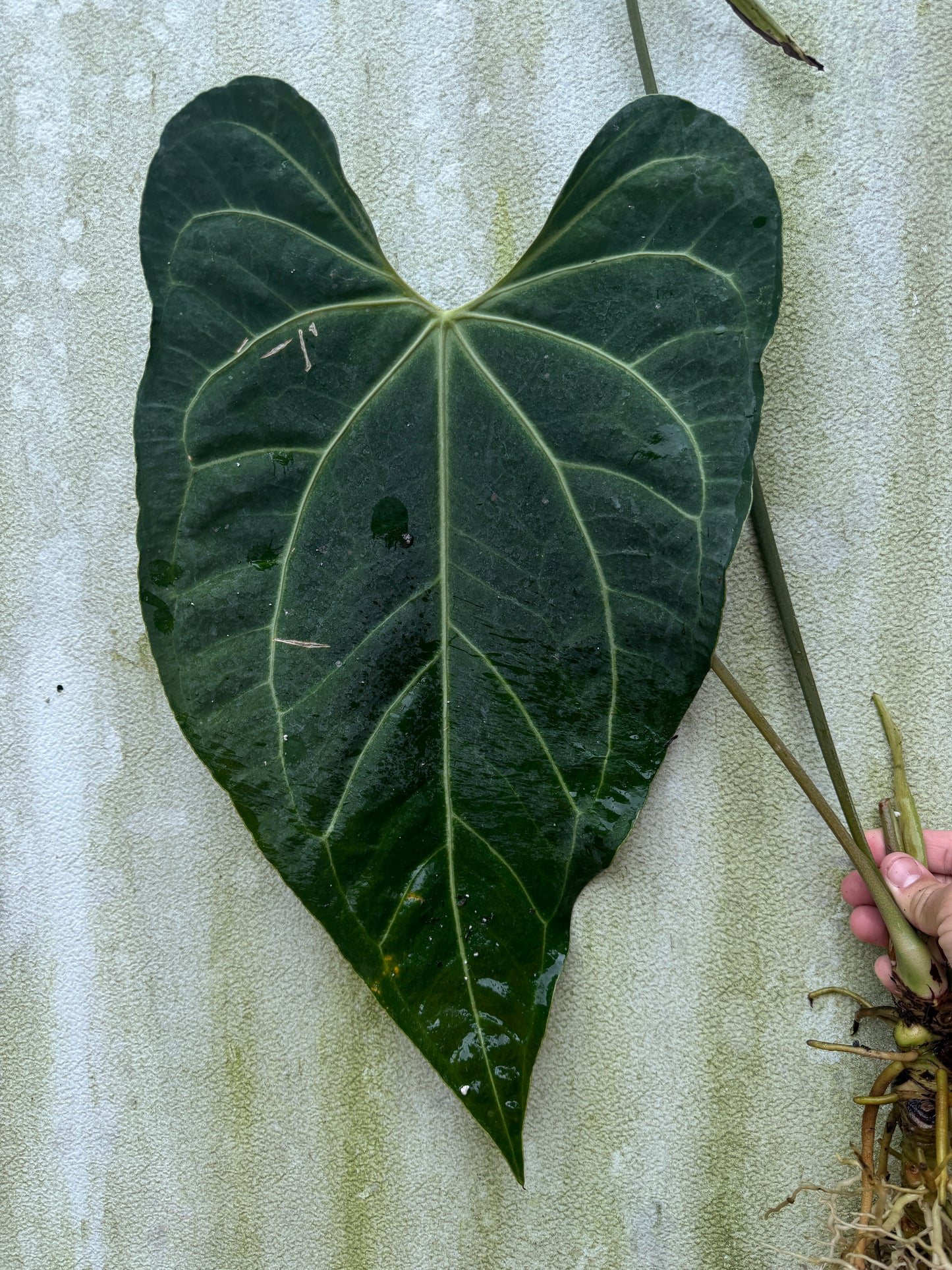 Anthurium (Ace x Leland) x Narrow besseae af (XL Leafless)