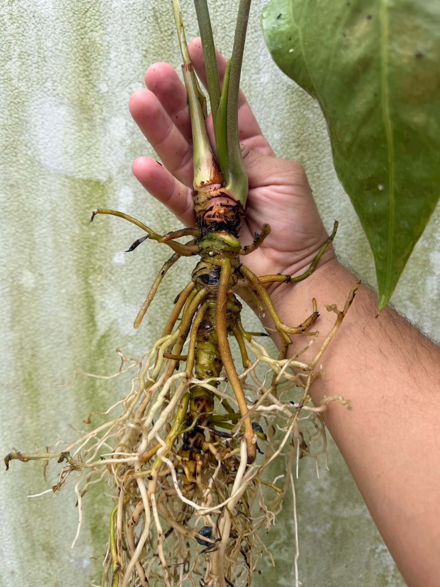 Anthurium (Ace x Leland) x Narrow besseae af (XL Leafless)