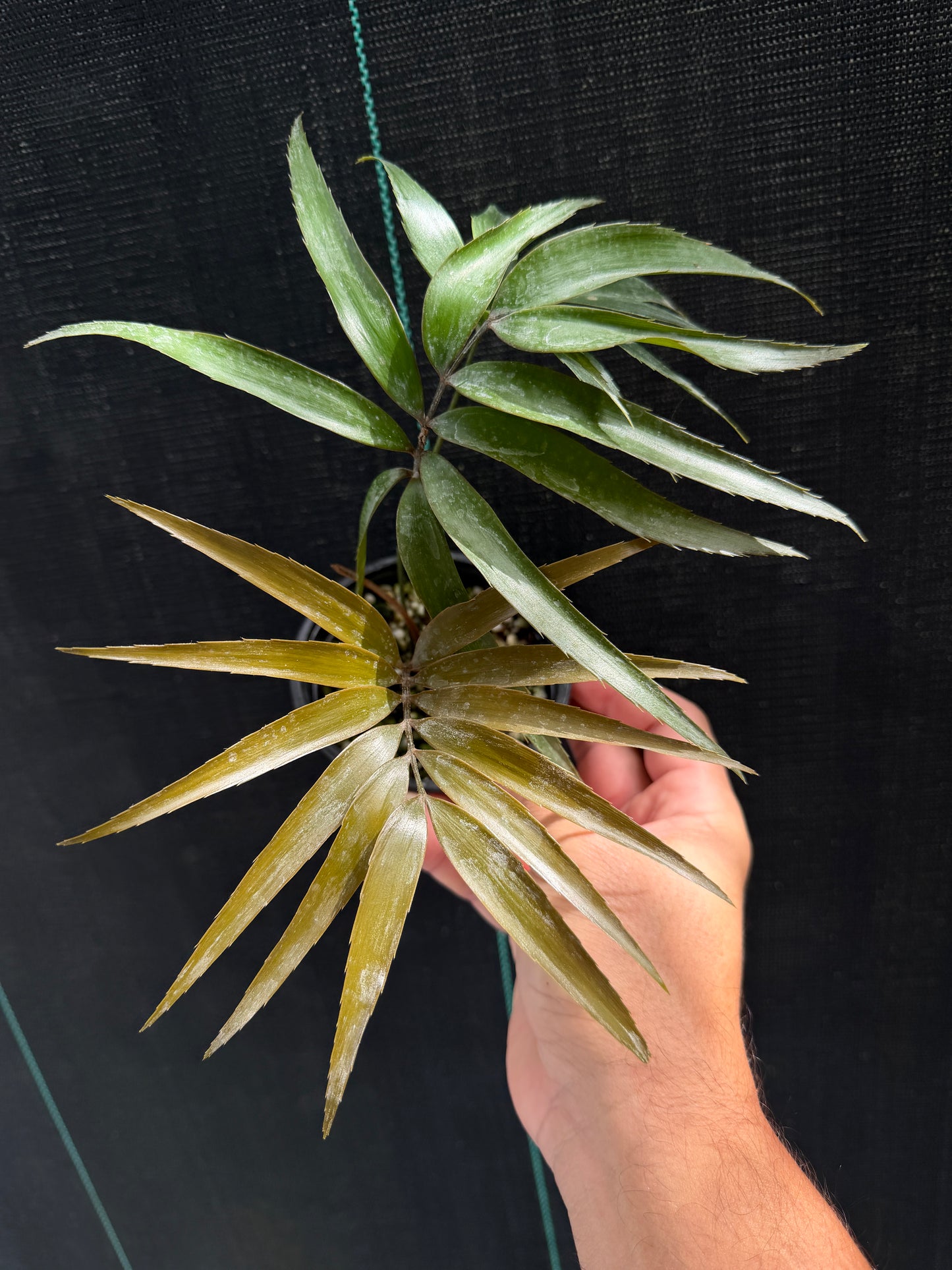 Zamia oreillyi