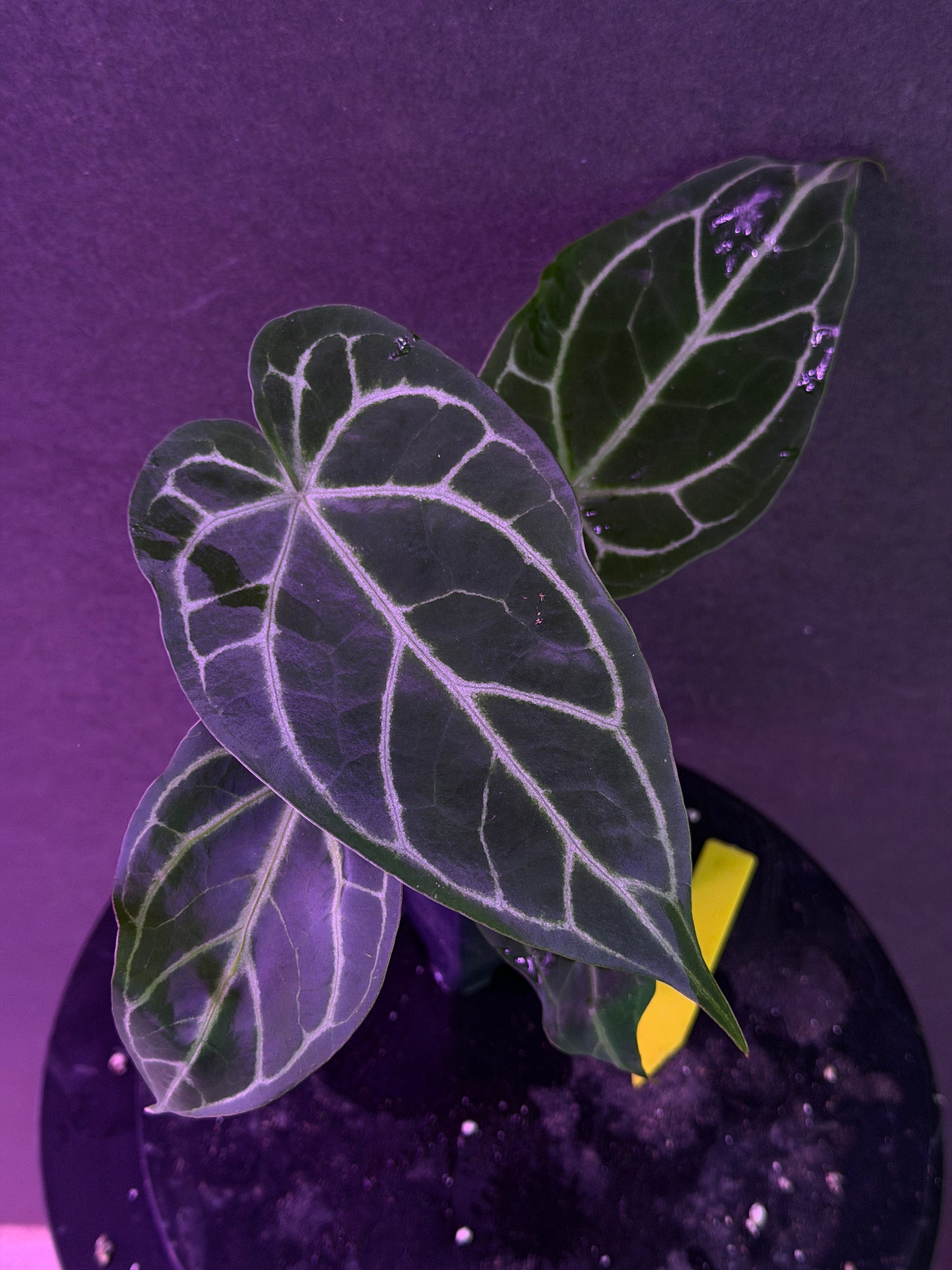Anthurium FTG Crystal (S1) x (Stripey Mag x self)#2