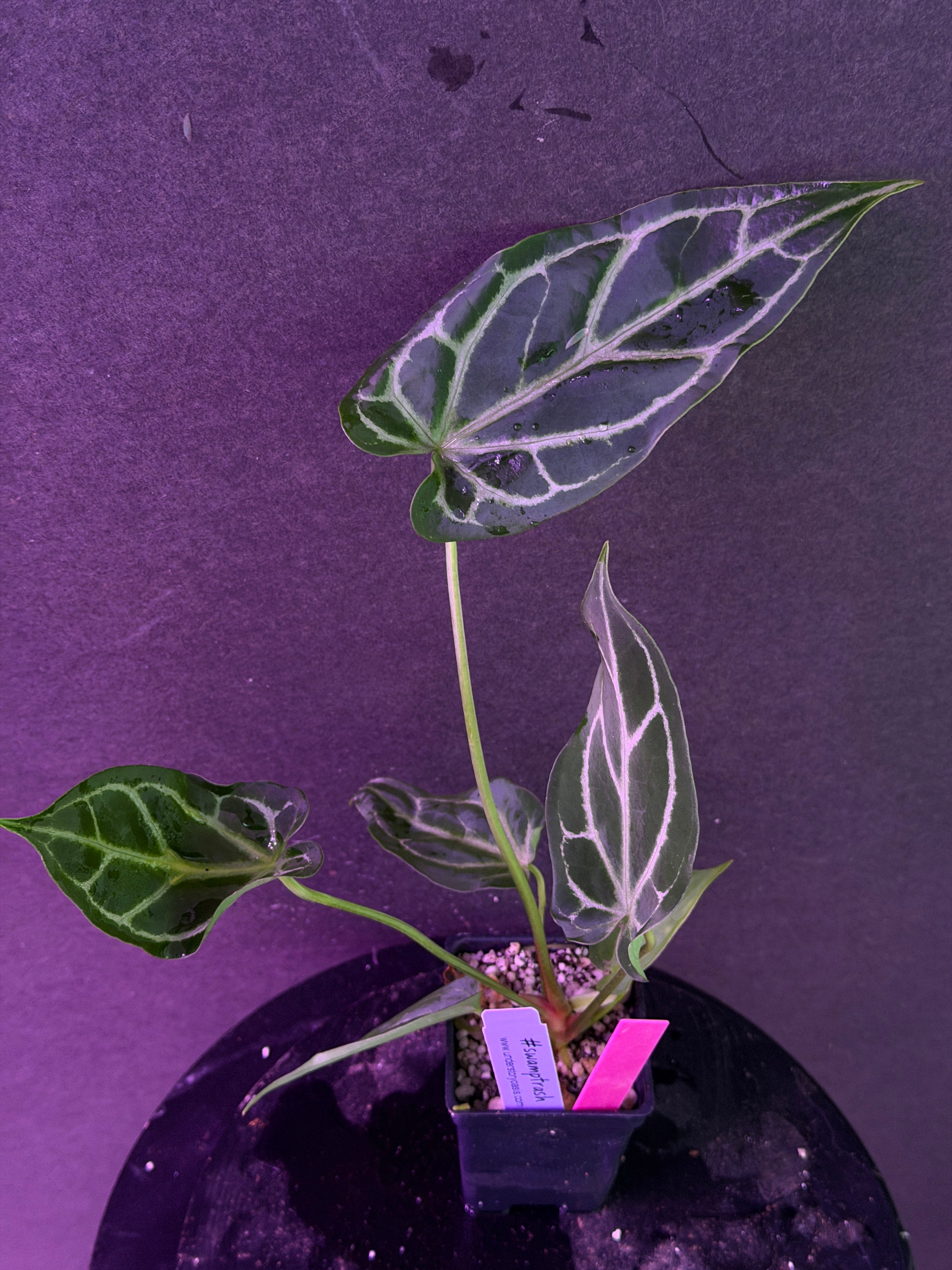 Anthurium FTG Crystal (S1) x (Stripey Mag x self)#2 – understoryoasis