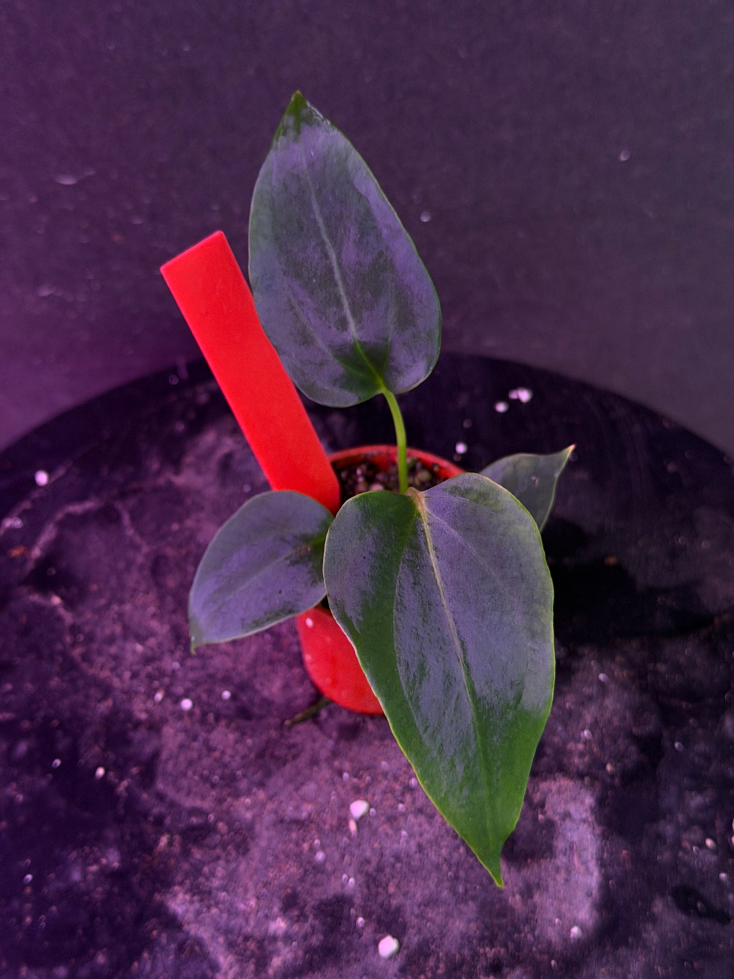 Anthurium (Nov DF x carla)  x  (BVEP x port. 'Dorito') "Dark Knight"