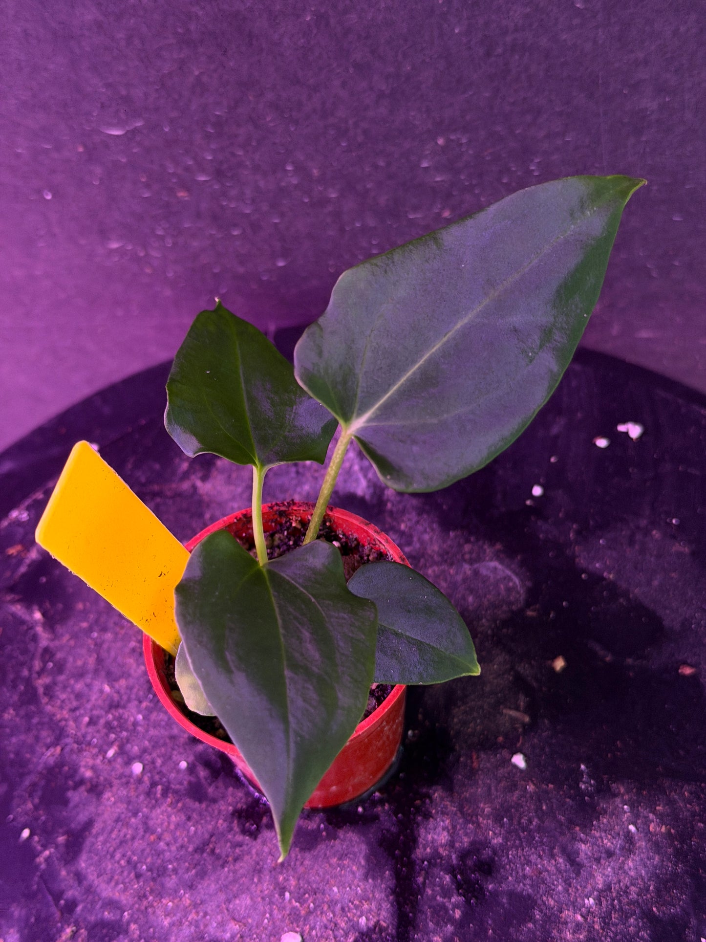Anthurium (Nov DF x carla)  x  (BVEP x port. 'Dorito') "Dark Knight"