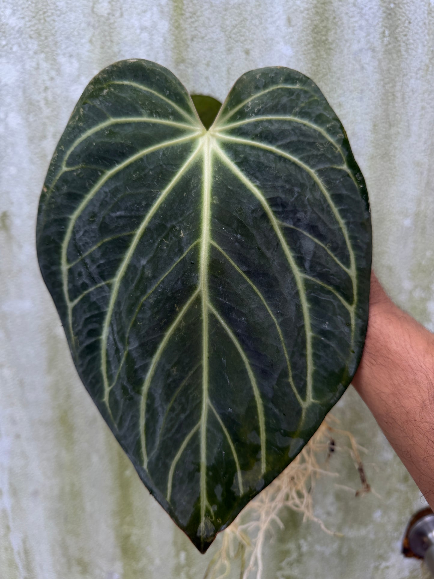 Anthurium carla PM3 x (carla x debile)(Leafless)
