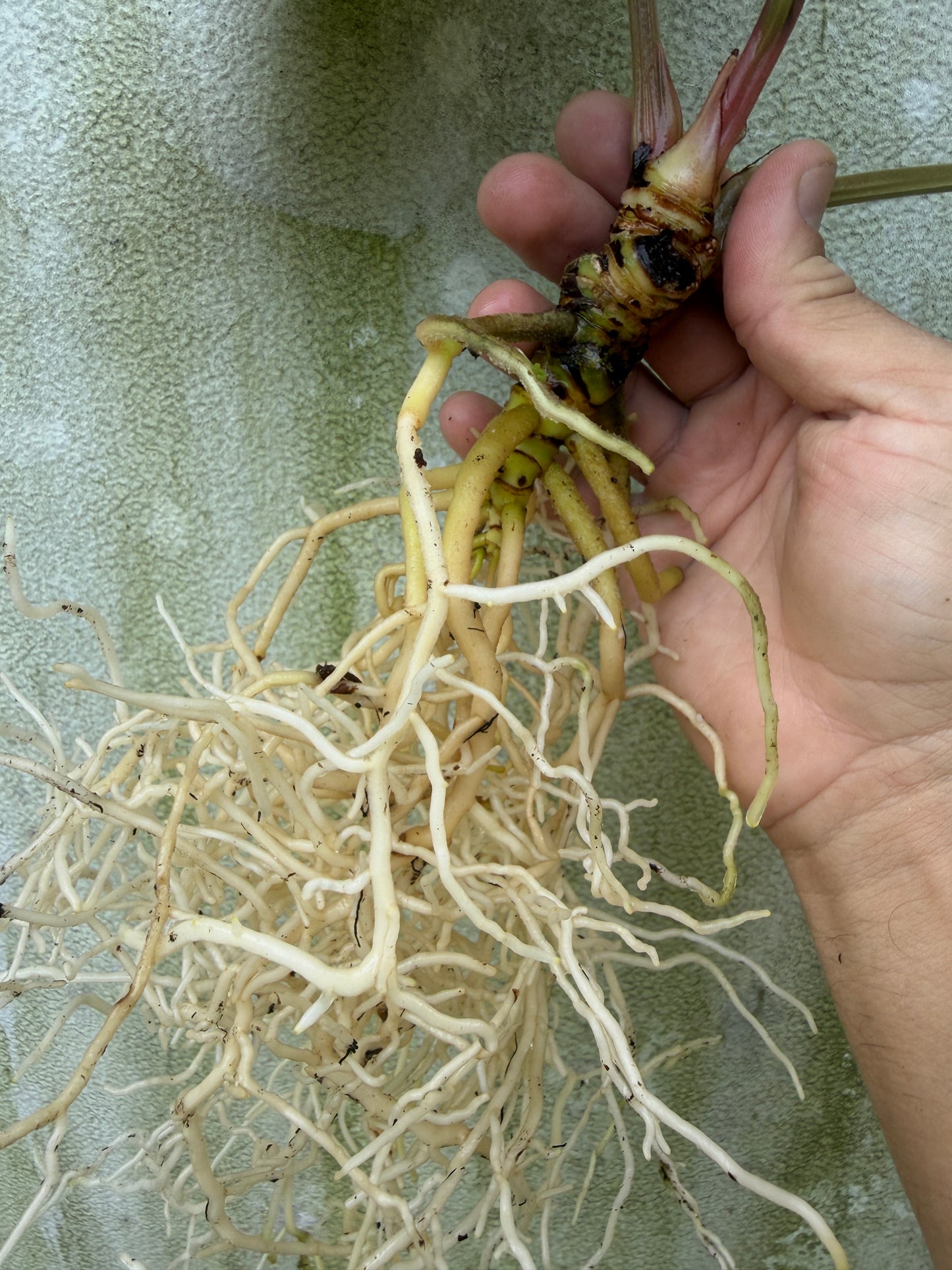Anthurium carla PM3 x (carla x debile)(Leafless)