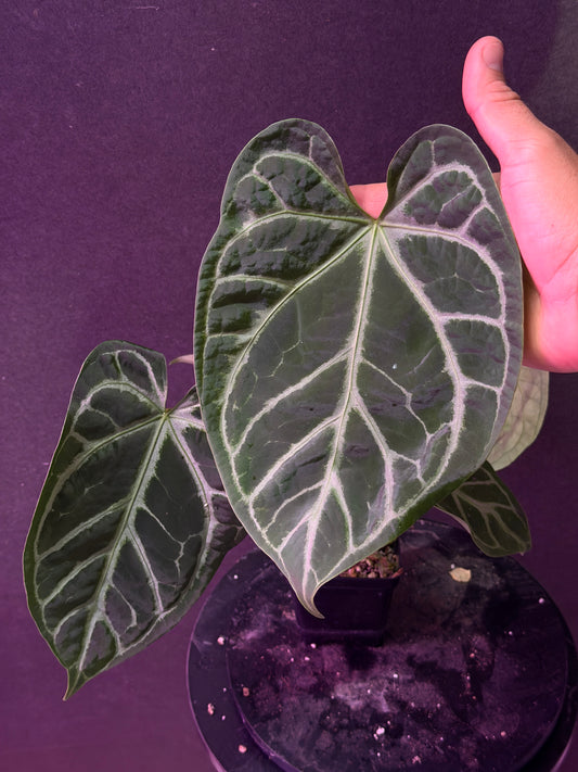 Anthurium FTG Crystal (S1) x SKG Silver