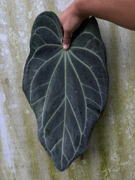 Anthurium Stripey X2 x bess aff(Leafless XL)