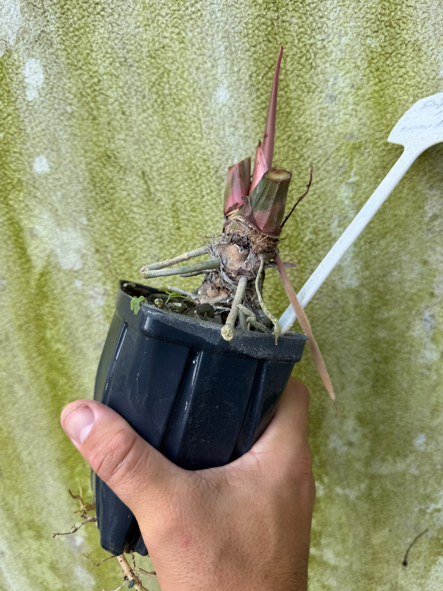 Anthurium Stripey X2 x bess aff(Leafless XL)