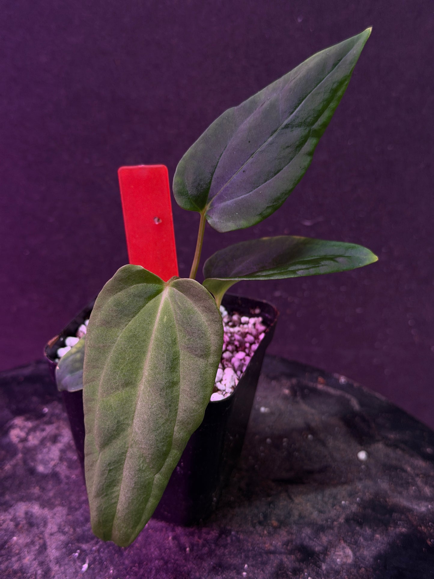 Anthurium (Nov DF x carla)  x  (BVEP x port. 'Dorito') "Dark Knight"