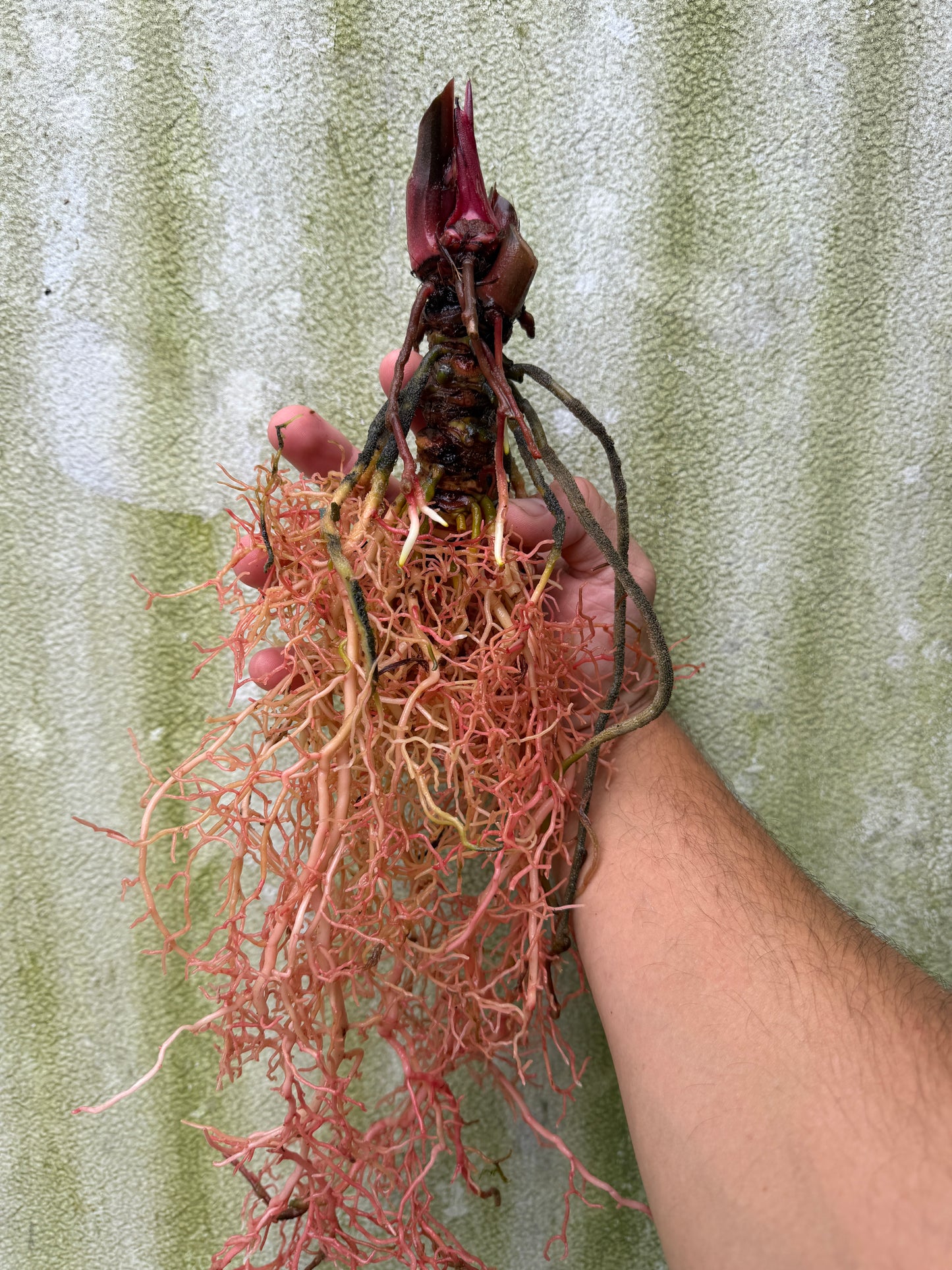 0002 Anthurium Enid's Bench x (Stripey Mag x self) #2 (Leafless cataphyll)