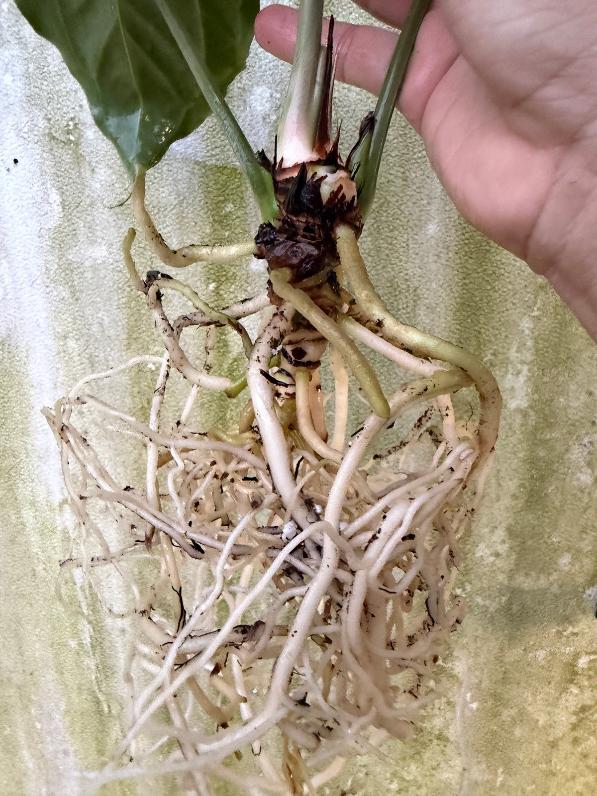 0004 Anthurium bess aff 'Narrow' x carla 'H'