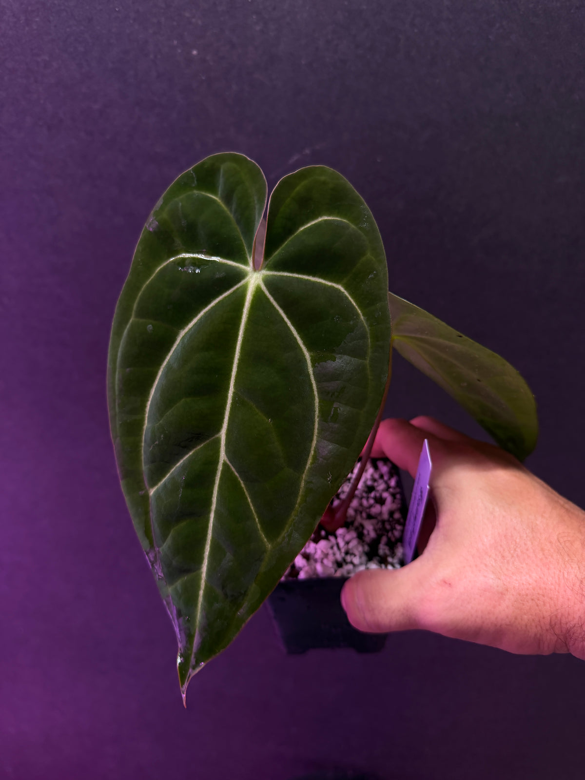 Anthurium ((carla. x pap.) x Enid's Bench)