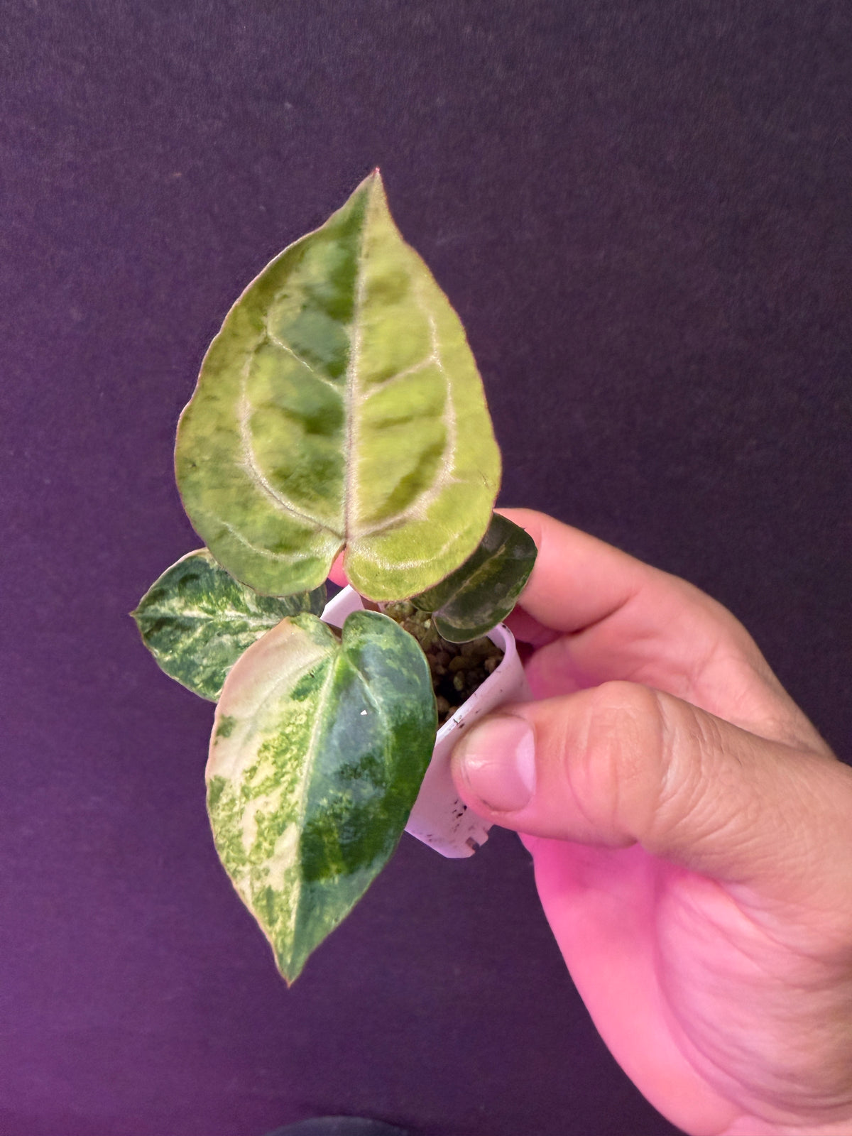 Anth. (SKG Silver x Stripey x1) variegated x (SKG Silver x Red Crystal)