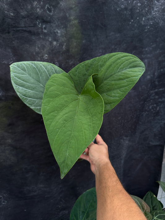 Anthurium sp Nova Panama