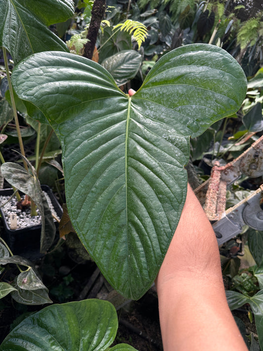 Anthurium rotundatum aff x carlablackiae 'PM6'