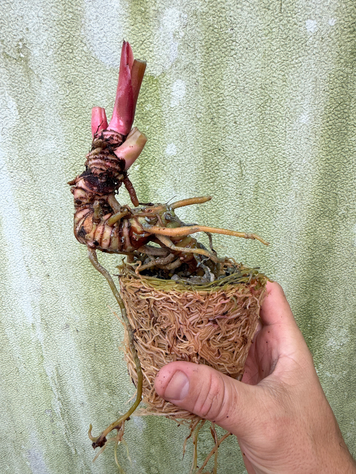 0012 Anth. SKG Silver x Red Crystal (Cataphyll Leaflless)