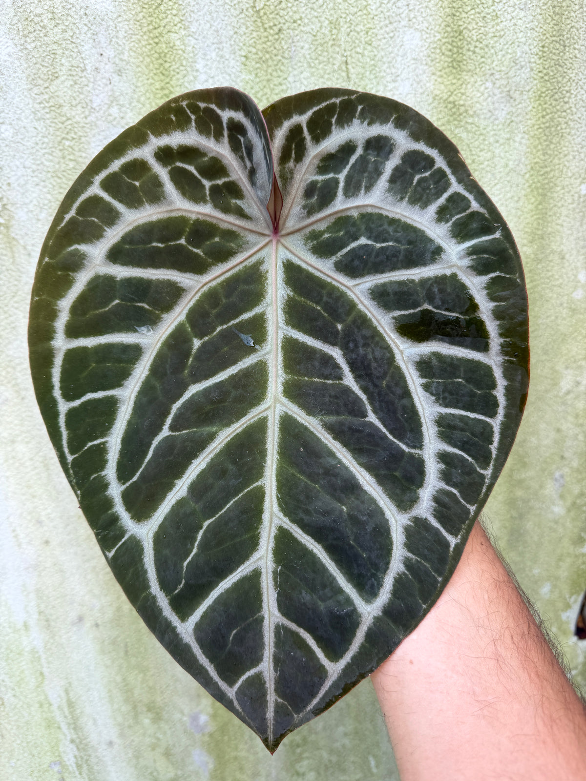 0012 Anth. SKG Silver x Red Crystal (Cataphyll Leaflless)