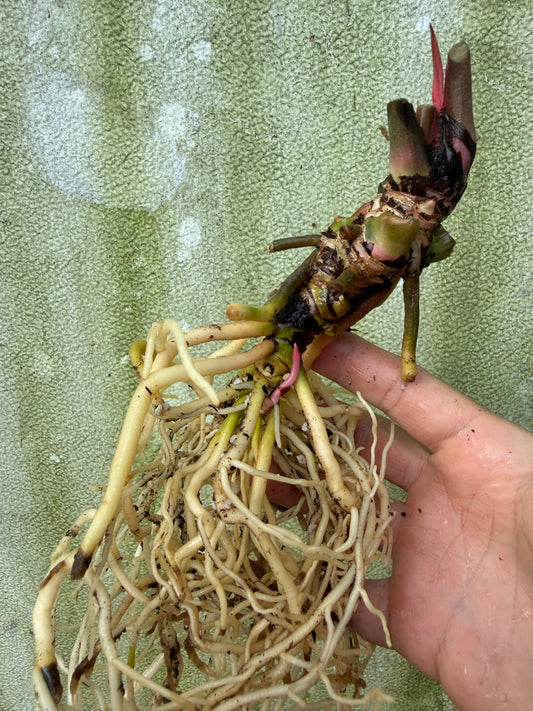 0014 Anth. [[(Stripey Mag x carla) x (carla x pap)] x (Stripey Mag x carla)] (Leafless Cataphyll)