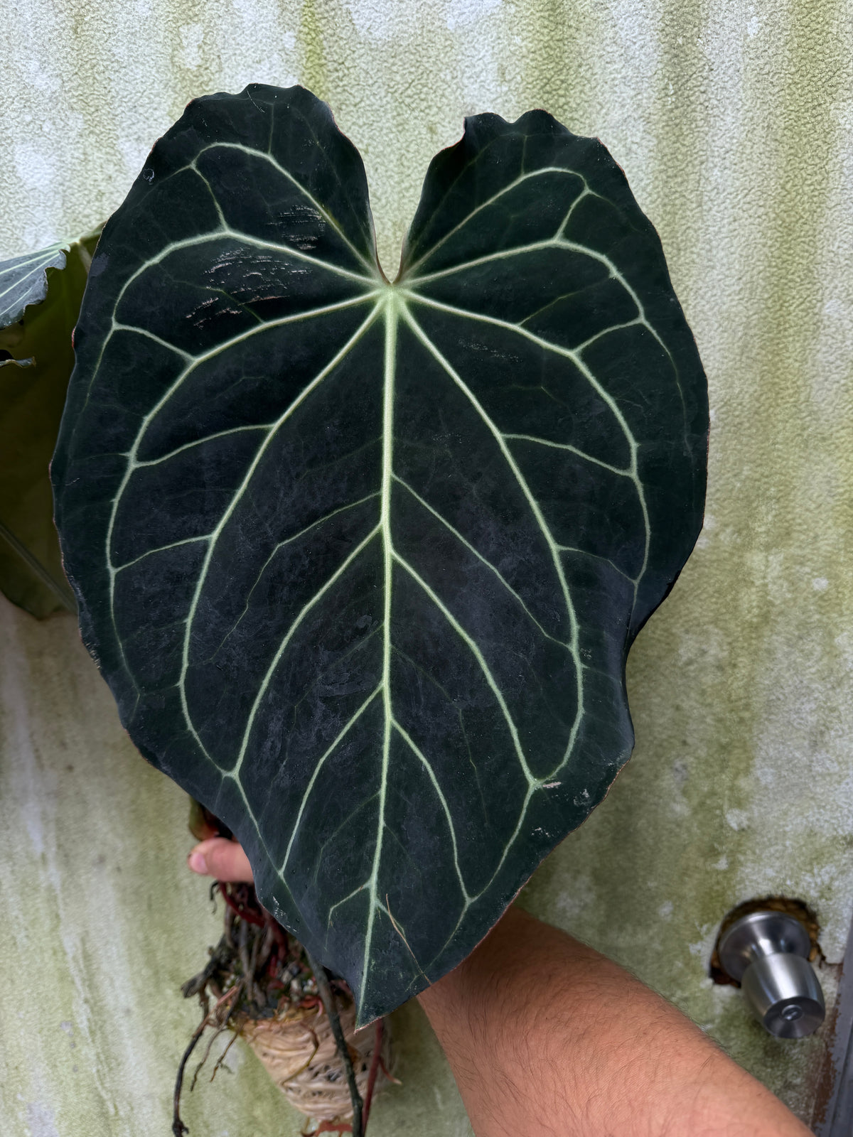 0015 Anth. carla 'Yard' x Enid's Bench XXL(Leafless Cataphyll)