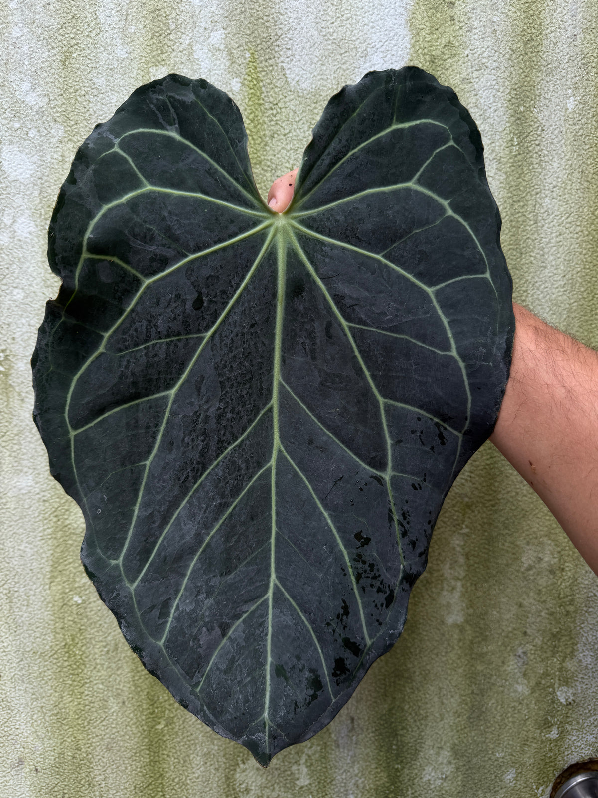 0015 Anth. carla 'Yard' x Enid's Bench XXL(Leafless Cataphyll)