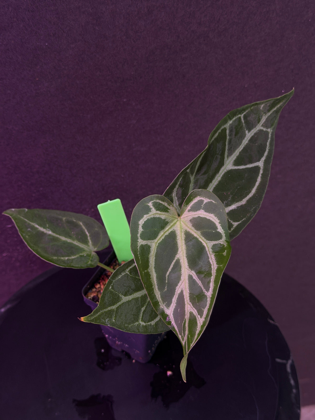 Anthurium FTG Crystal (S1) x SKG Silver