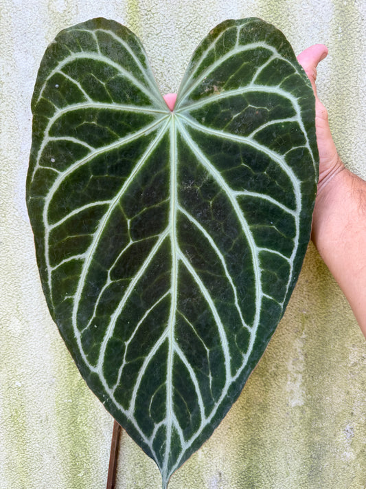 0017 Anth. Stripey Mag x (Stripey Mag x self) #2(Leafless Cataphyll)