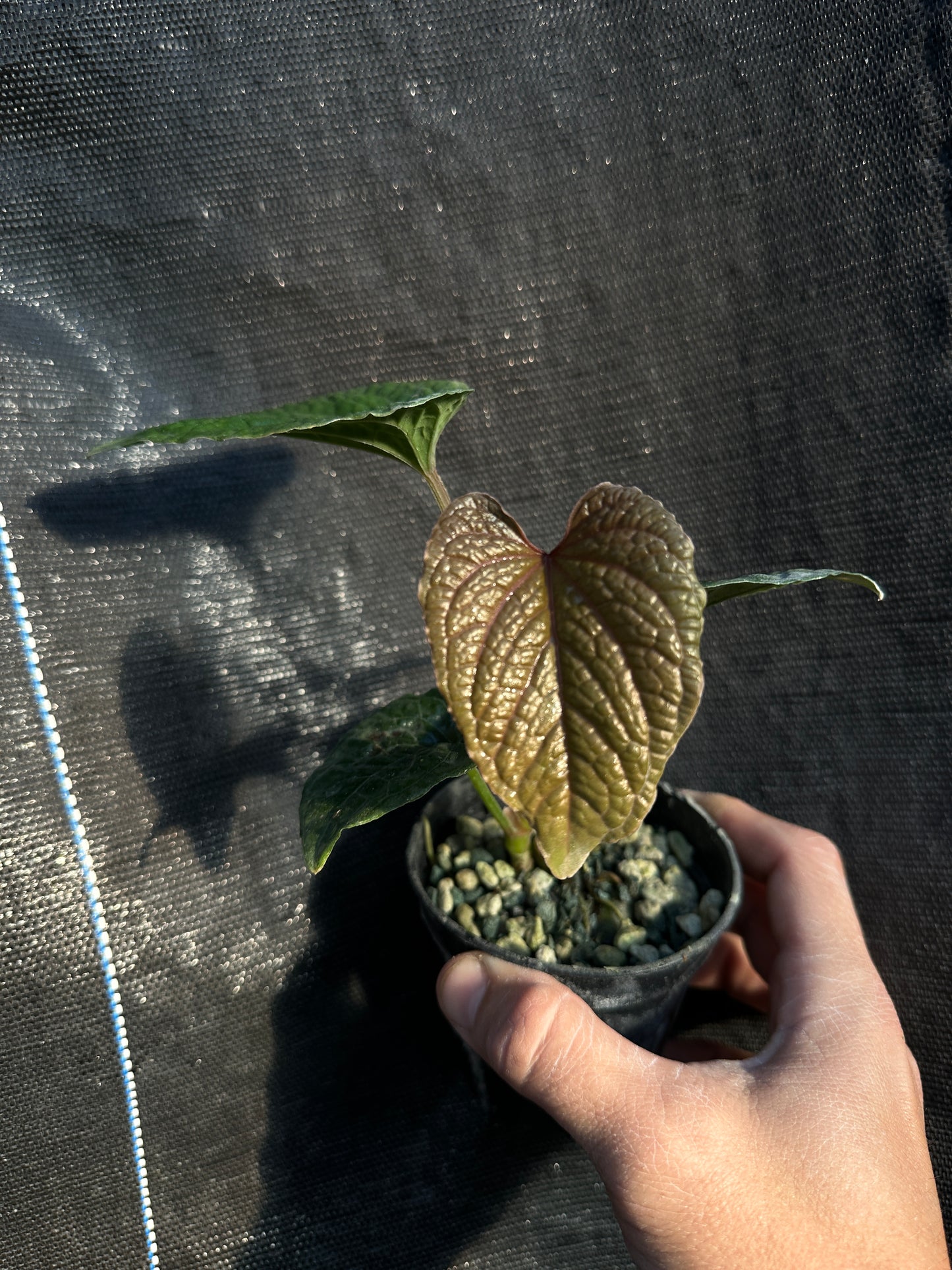 Anthurium nutibarense