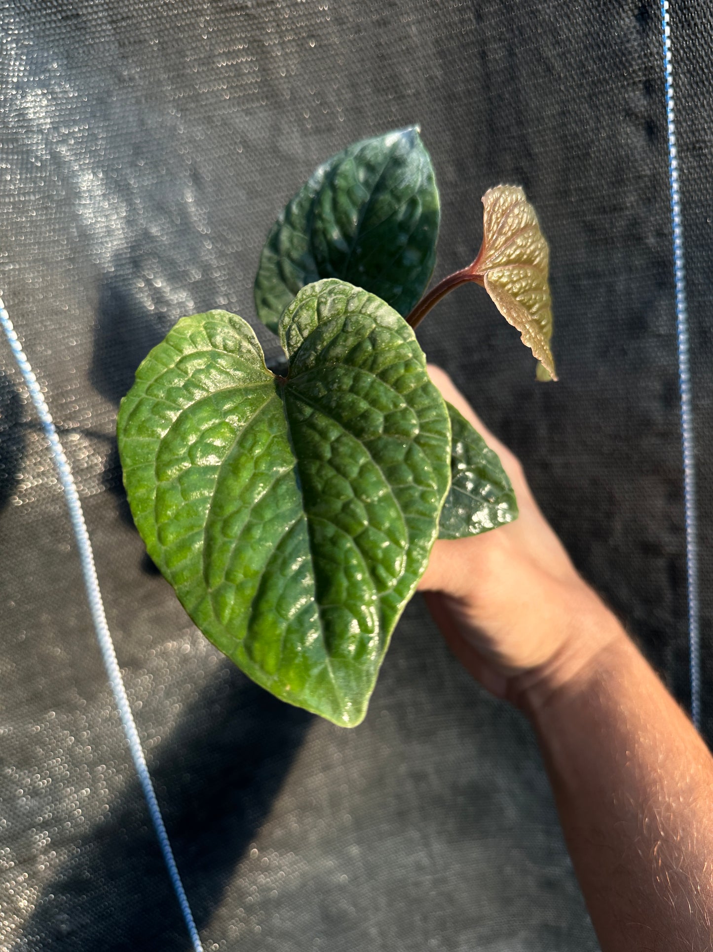 Anthurium nutibarense