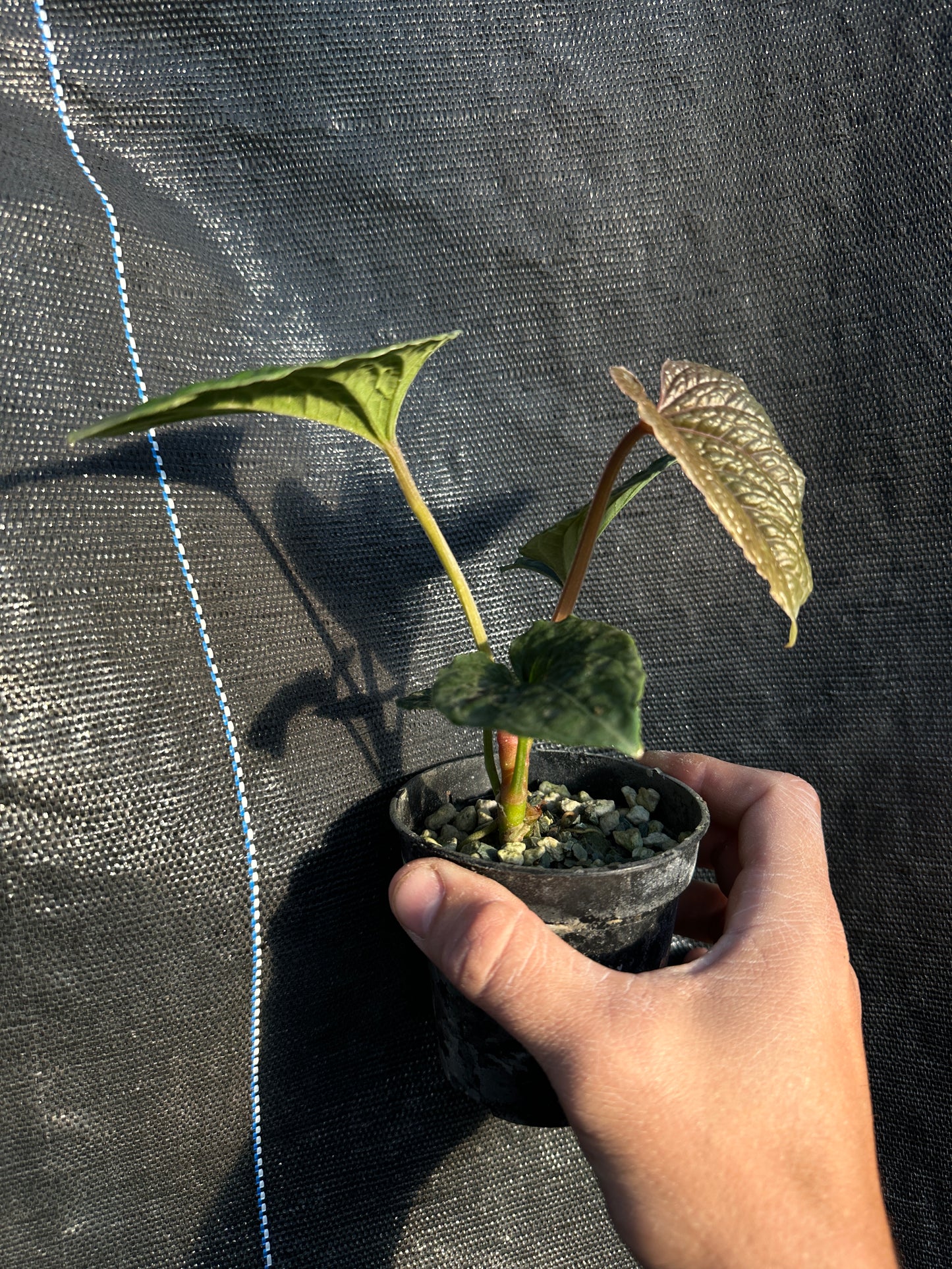 Anthurium nutibarense