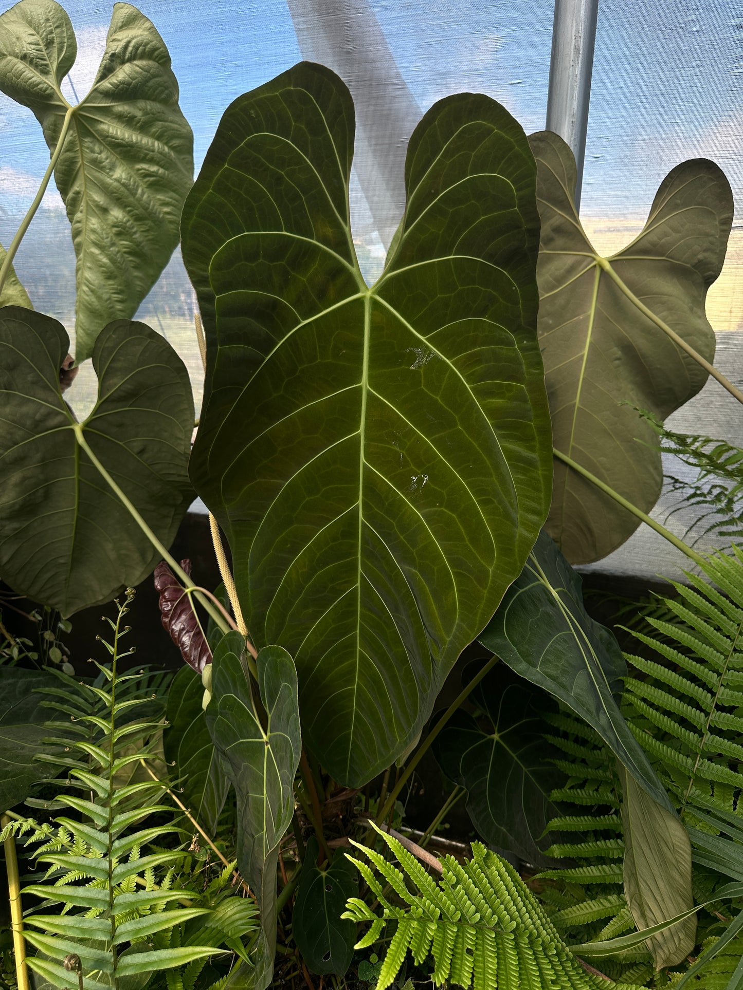 Anthurium regale x pap. "Narrow"(Leafless)