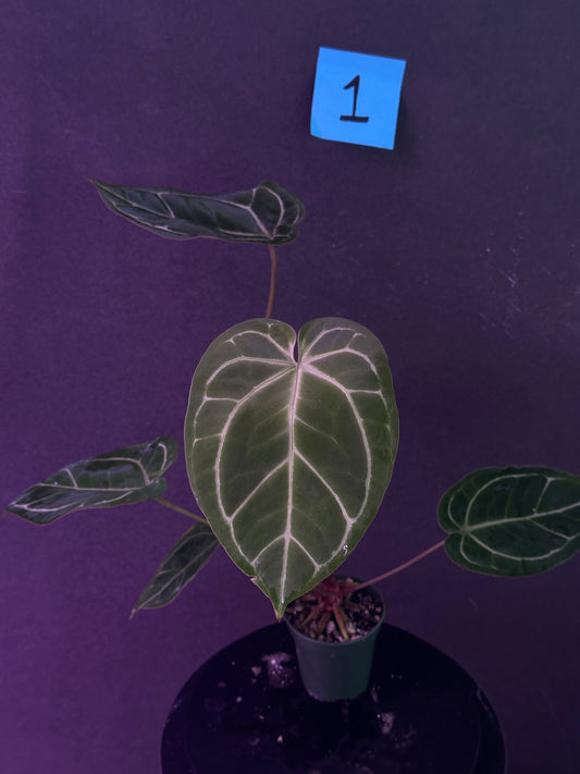 Anthurium Enid's Bench x Stripey X1 (Low Confidence)