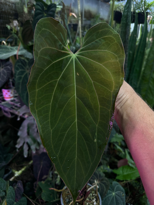 Anthurium Stripey Mag x pap "Dadbod"(Leafless 1)