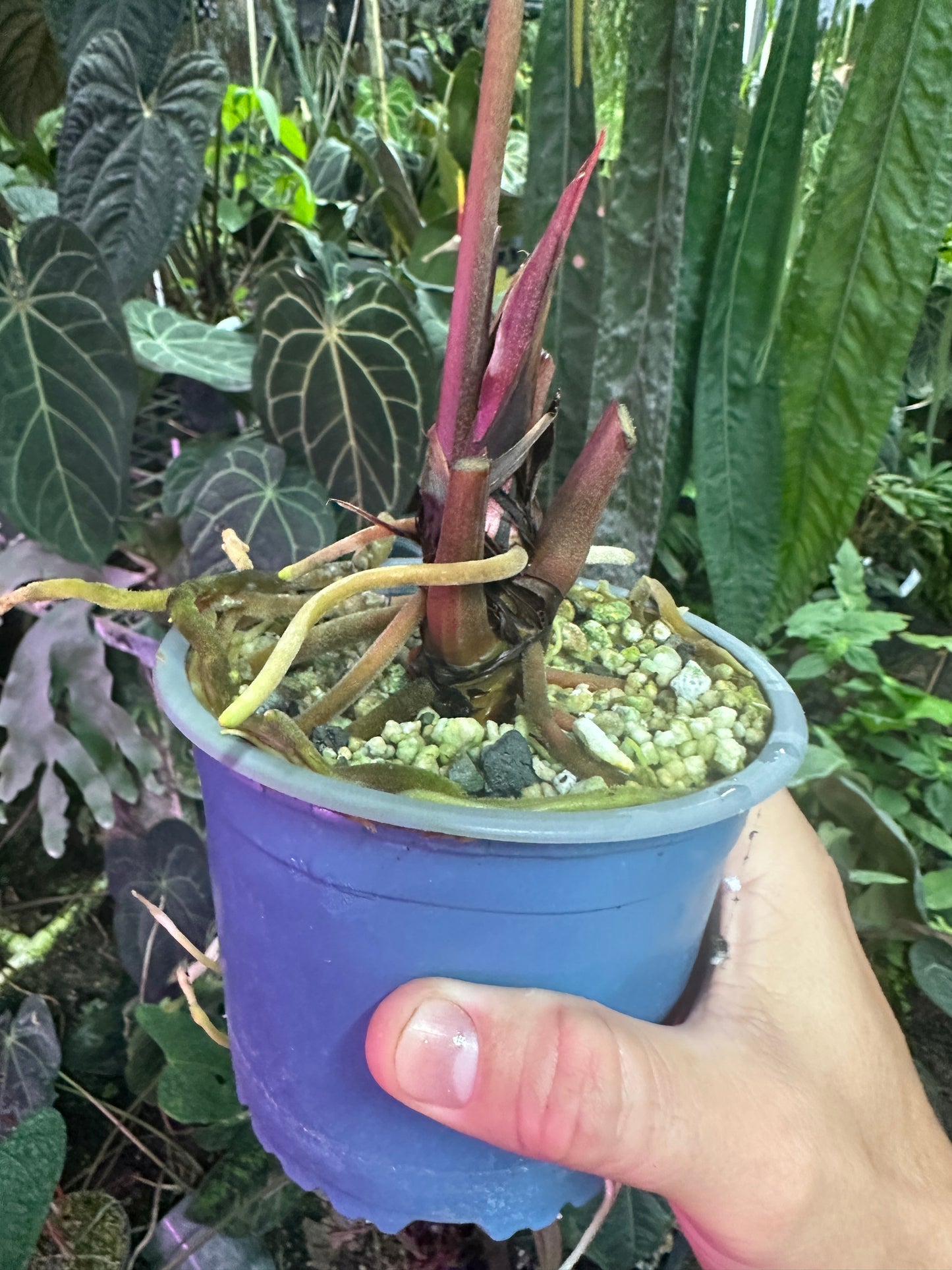 Anthurium Stripey Mag x pap "Dadbod"(Leafless 1)