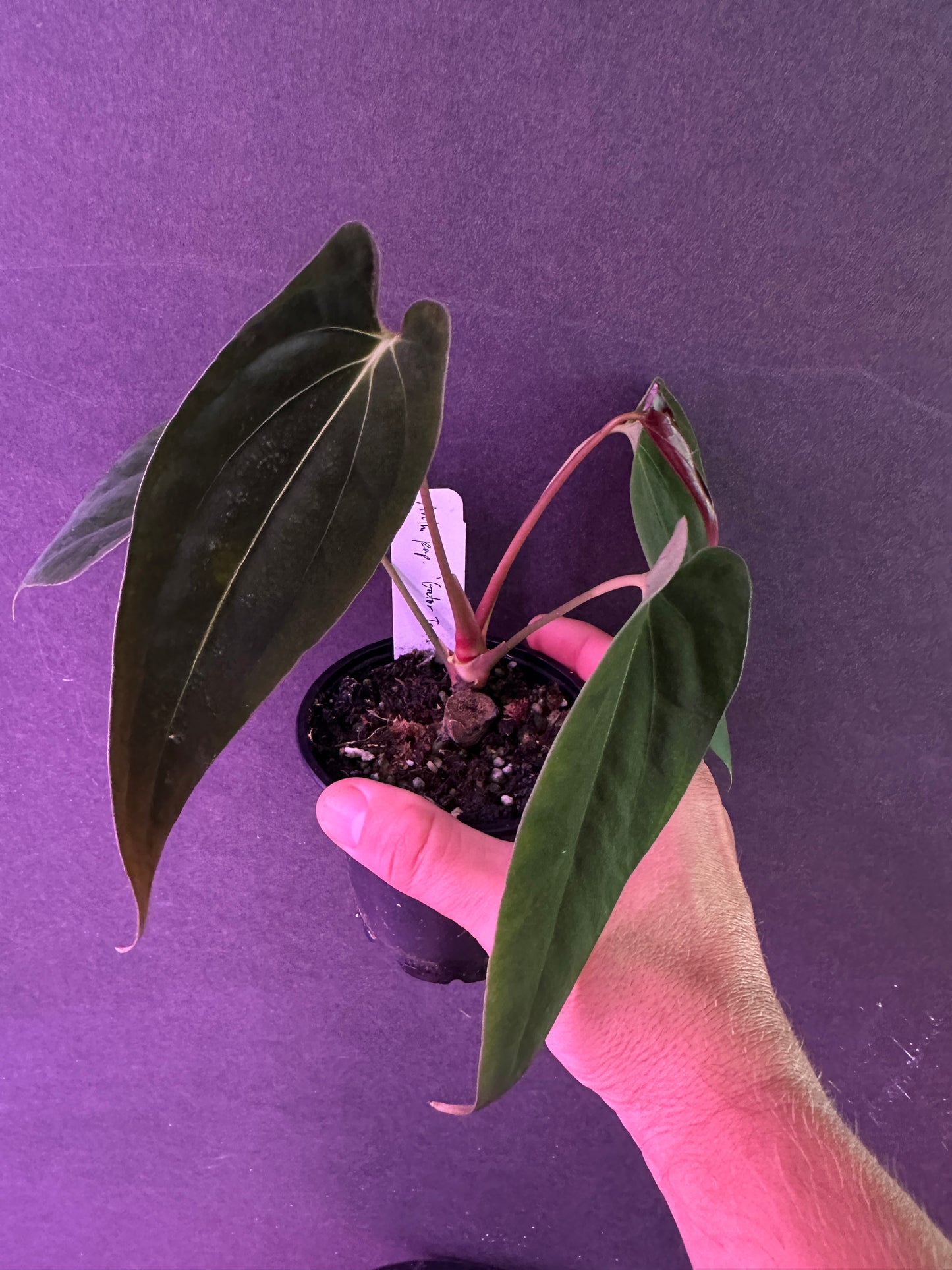 Anth. pap. "Gator Tooth"