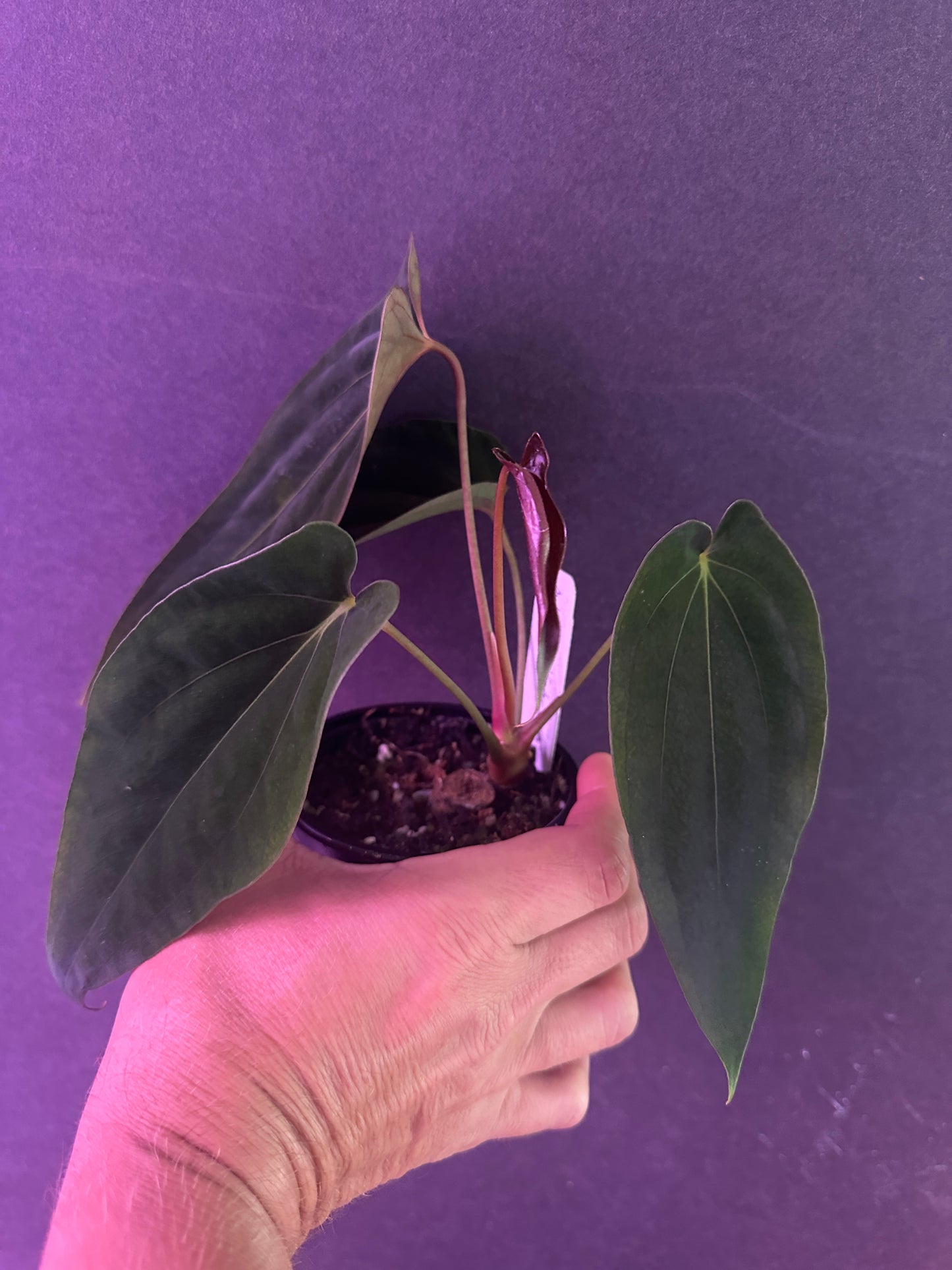 Anth. pap. "Gator Tooth"